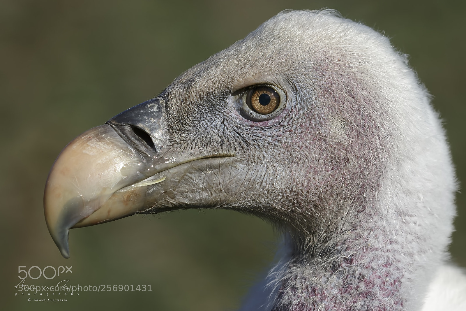 Canon EOS-1D X sample photo. Rüppell's vulture... photography
