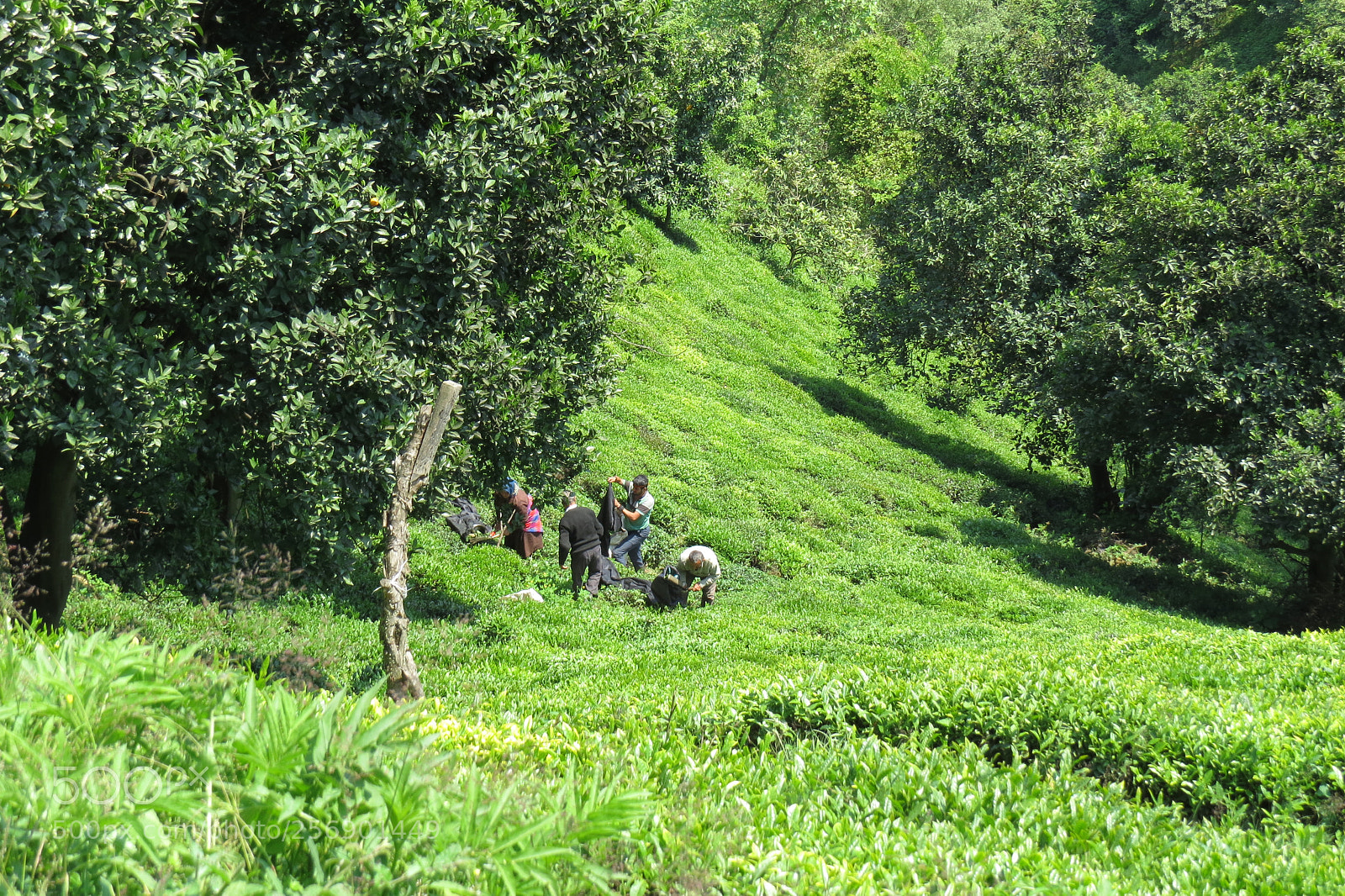 Canon PowerShot SX50 HS sample photo. Tea farm at high photography