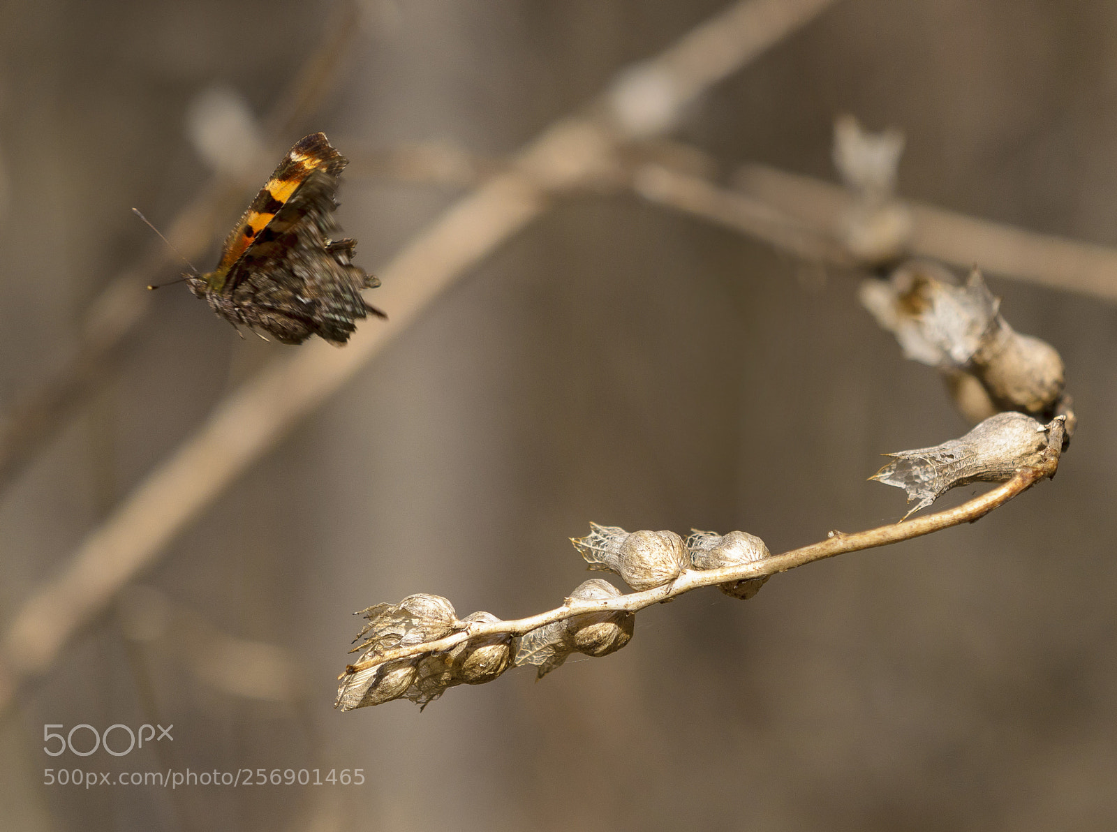 Nikon D7000 sample photo. Ttfn photography