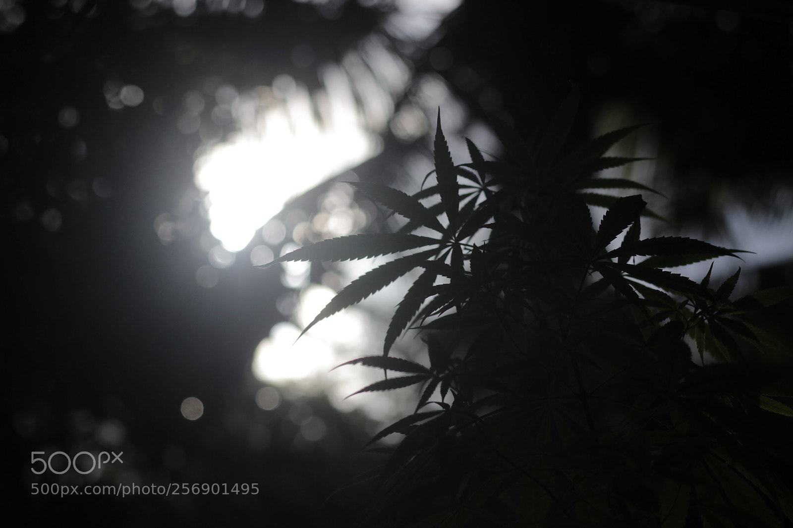 Canon EOS 600D (Rebel EOS T3i / EOS Kiss X5) + Canon EF 50mm F1.8 STM sample photo. Young man blues photography