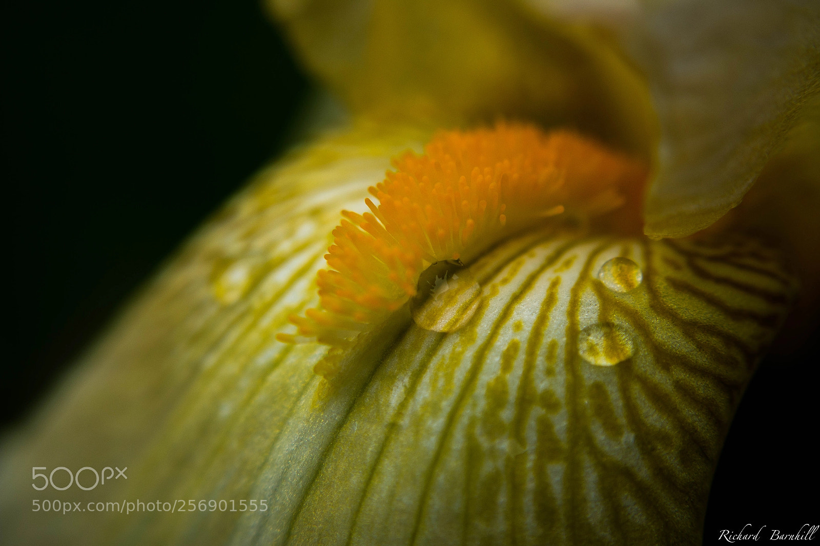 Canon EOS 70D sample photo. Iris closeup photography