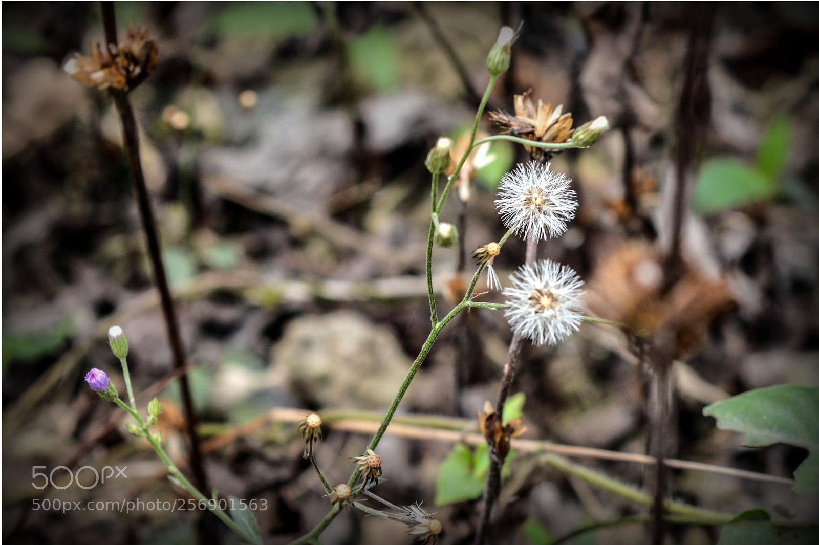 Nikon D3200 sample photo. Have a smile! :-) photography