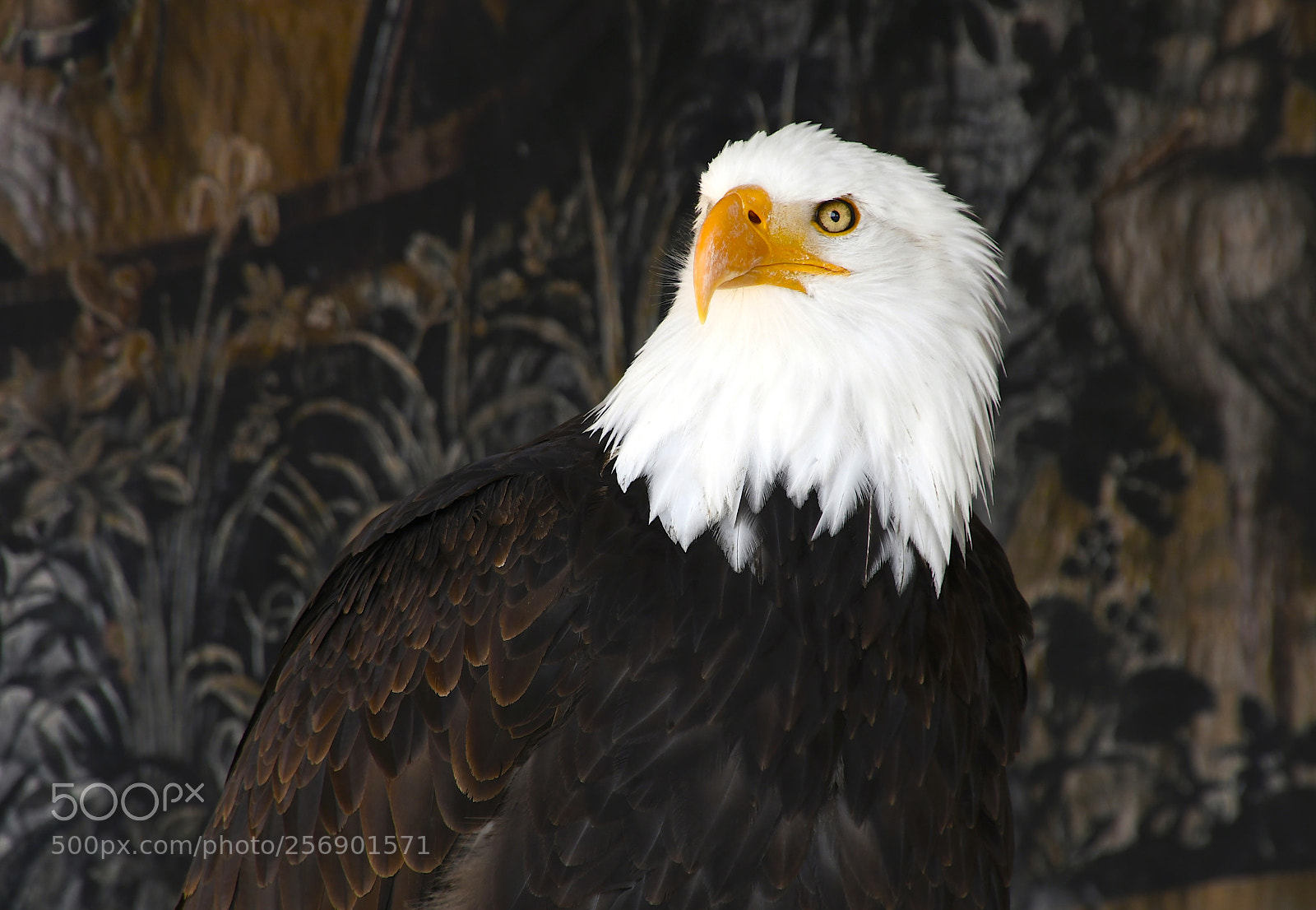 Nikon D7500 sample photo. Rapace pyrague t te photography