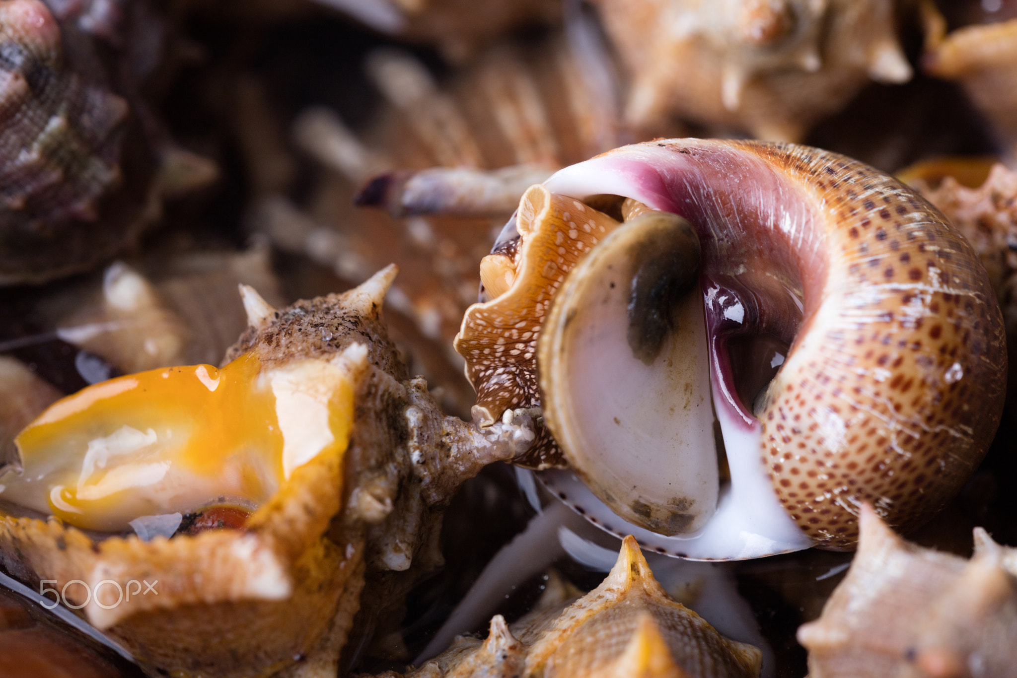 Sea snail,close up