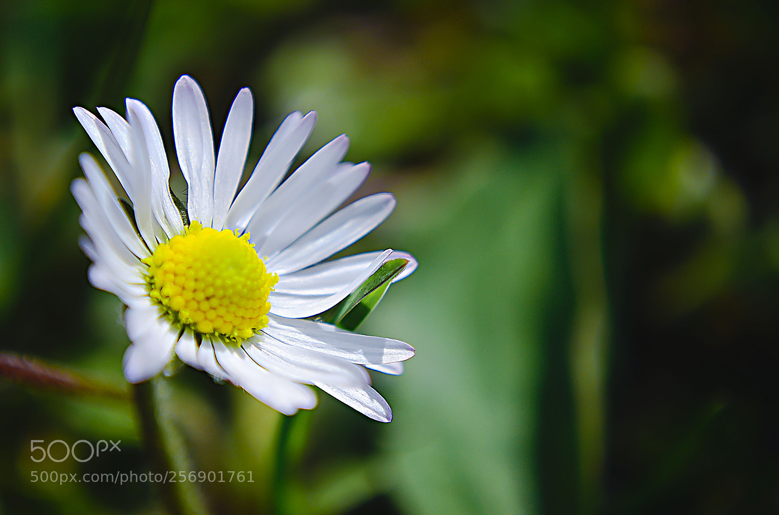 Nikon D5100 sample photo. White photography