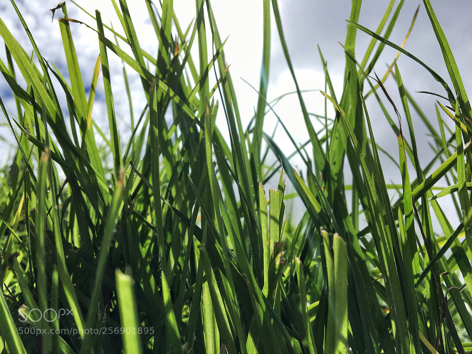 Apple iPhone 6s sample photo. Grass  photography