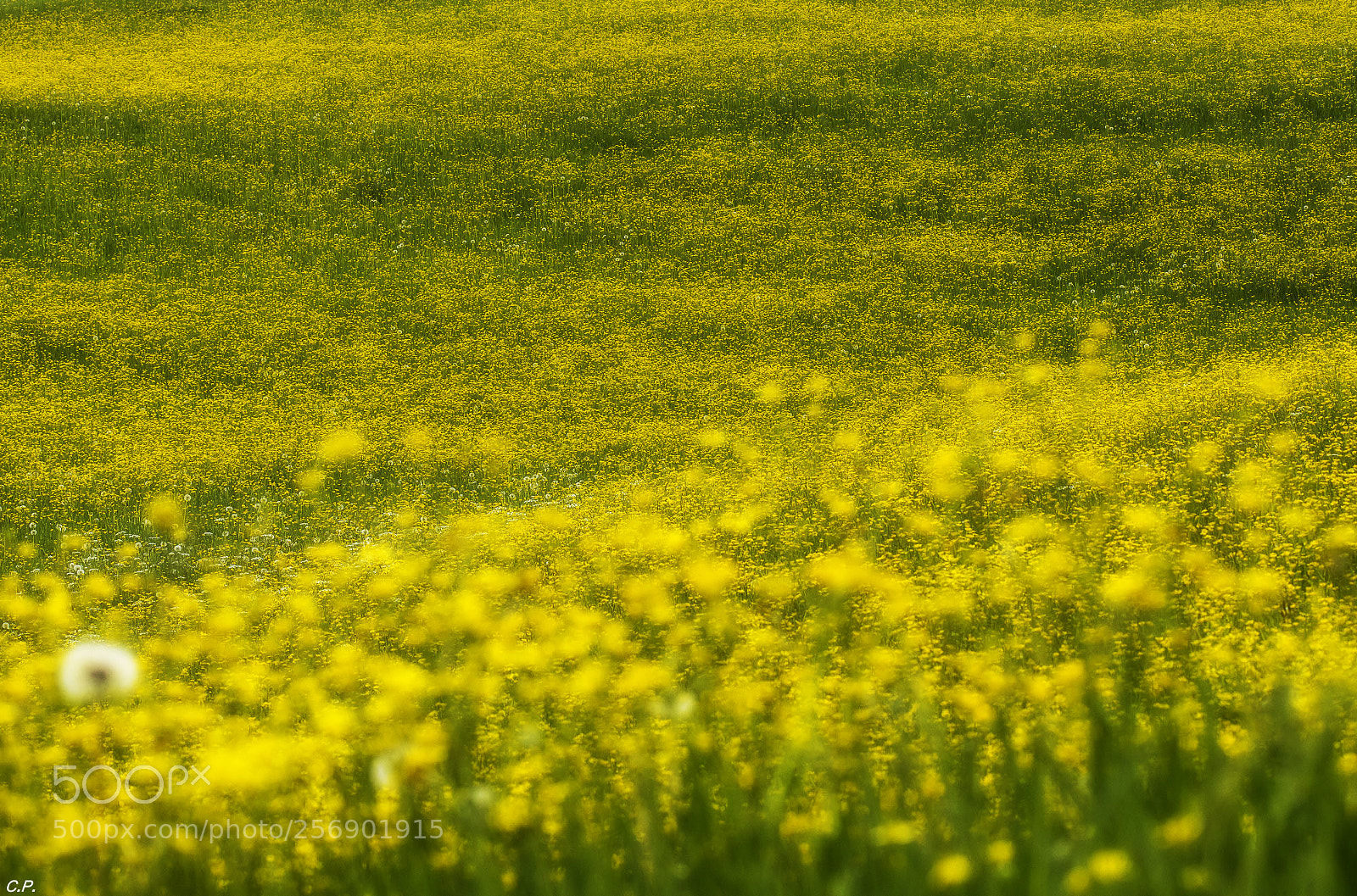 Canon EOS 80D sample photo. Yellow spring photography