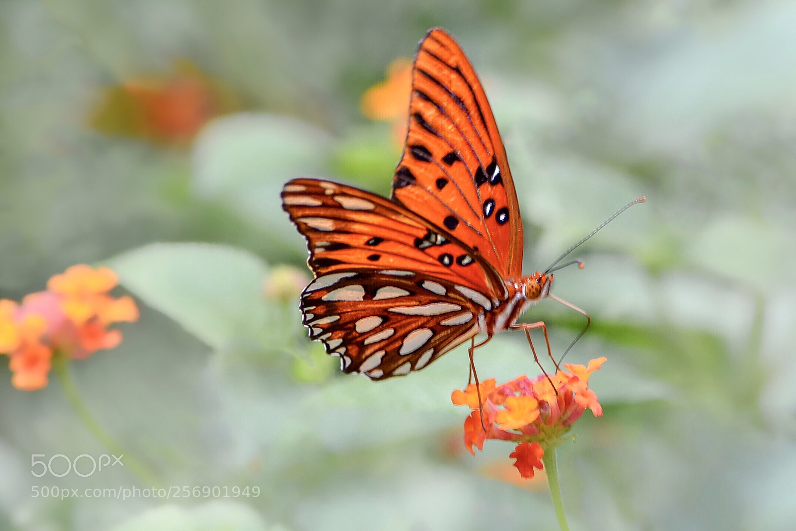 Nikon D610 sample photo. Gulf fritillary butterfly photography