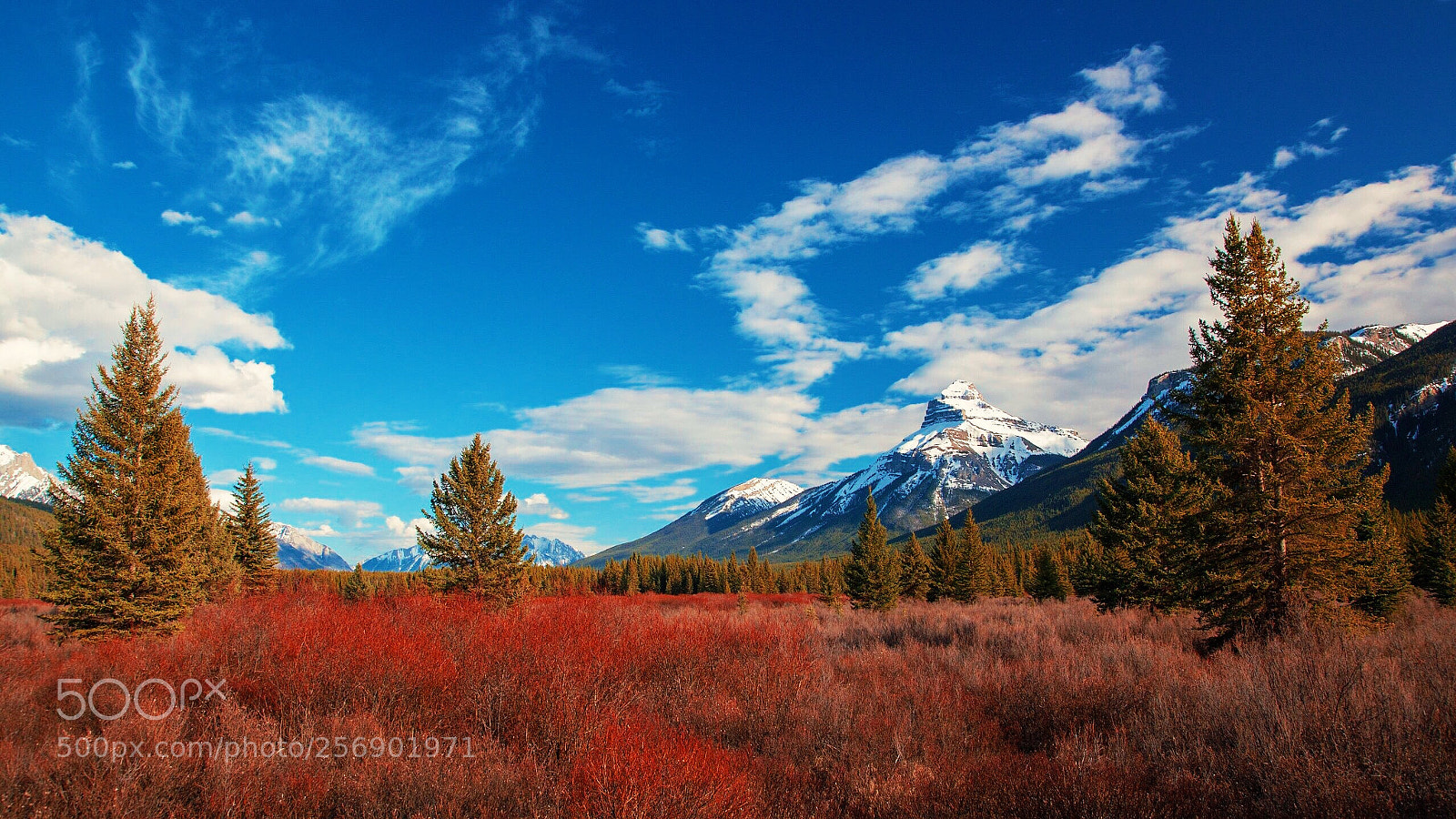 Canon EOS 5D Mark II sample photo. Moose meadows  photography