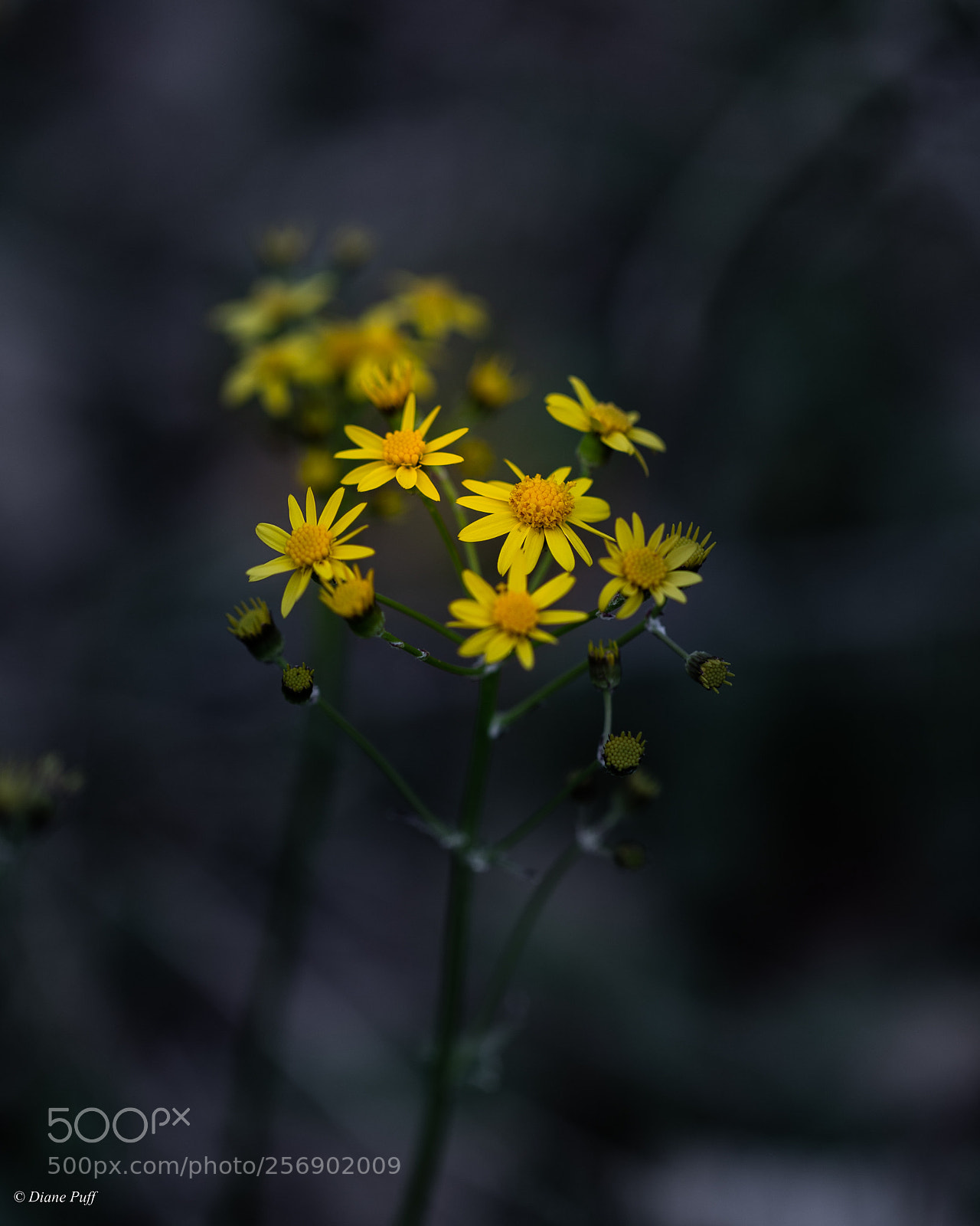 Canon EOS 6D sample photo. Wild flower photography