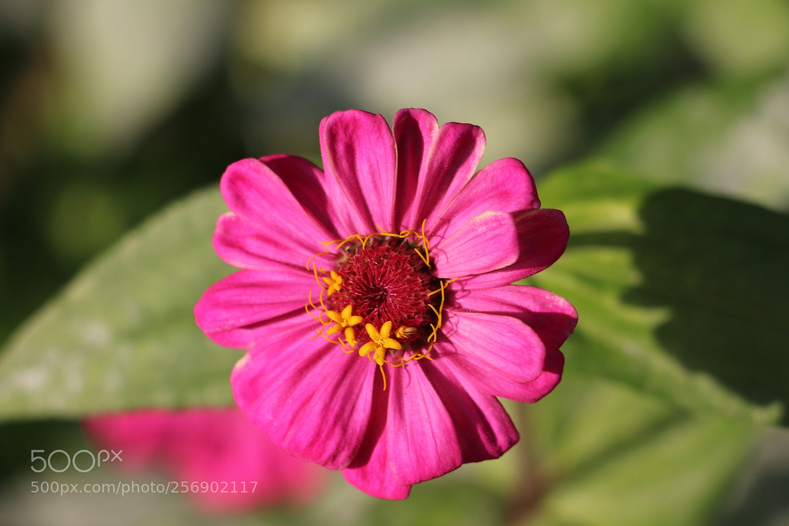 Canon EOS 70D sample photo. Flowers photography