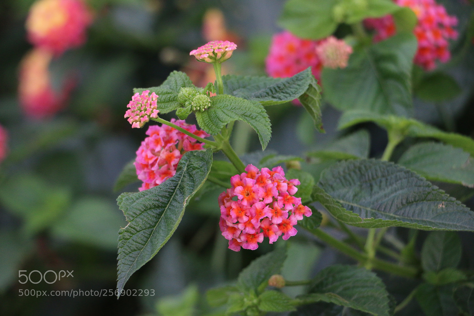 Canon EOS 70D sample photo. Flowers photography