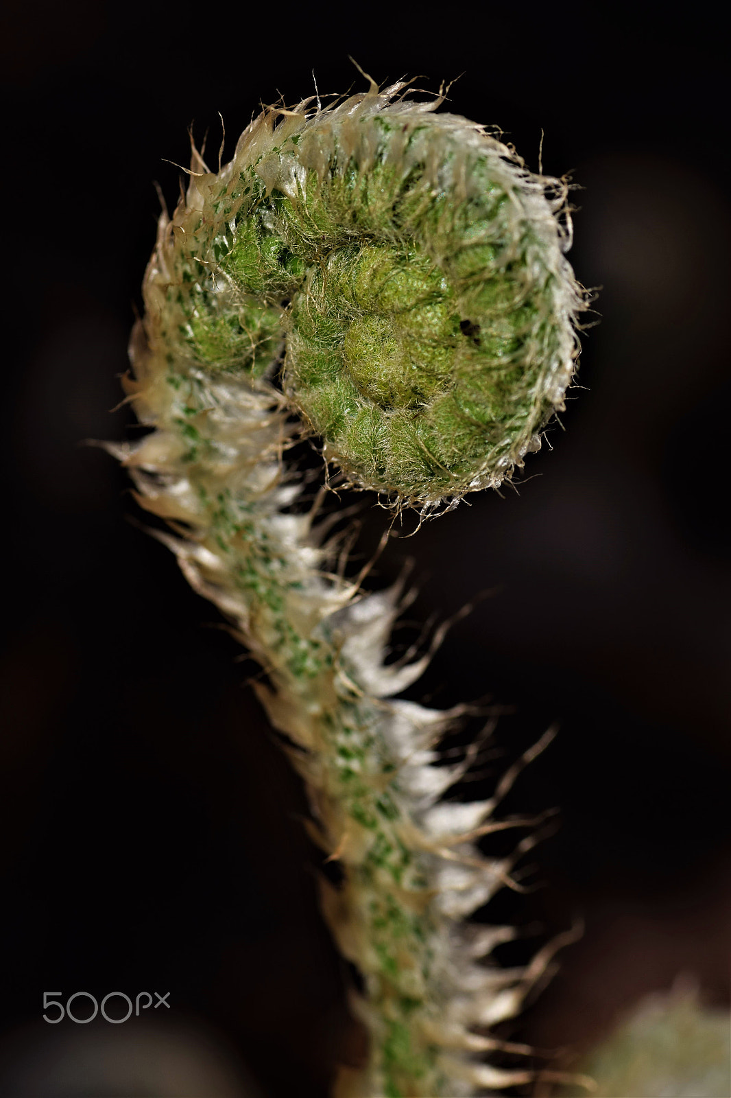 Nikon D3300 sample photo. Fern photography