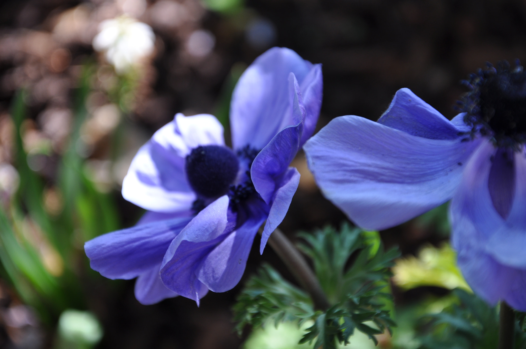 Nikon D5000 sample photo. Blumenvielfalt photography