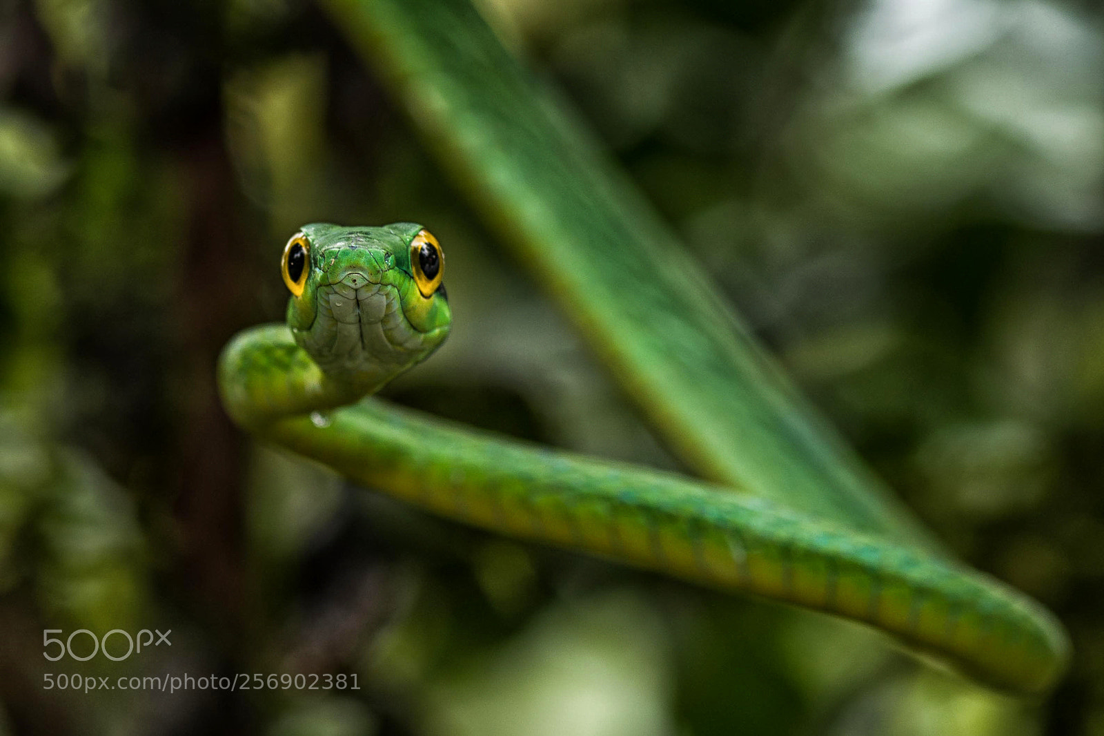 Nikon D810 sample photo. Face to face photography