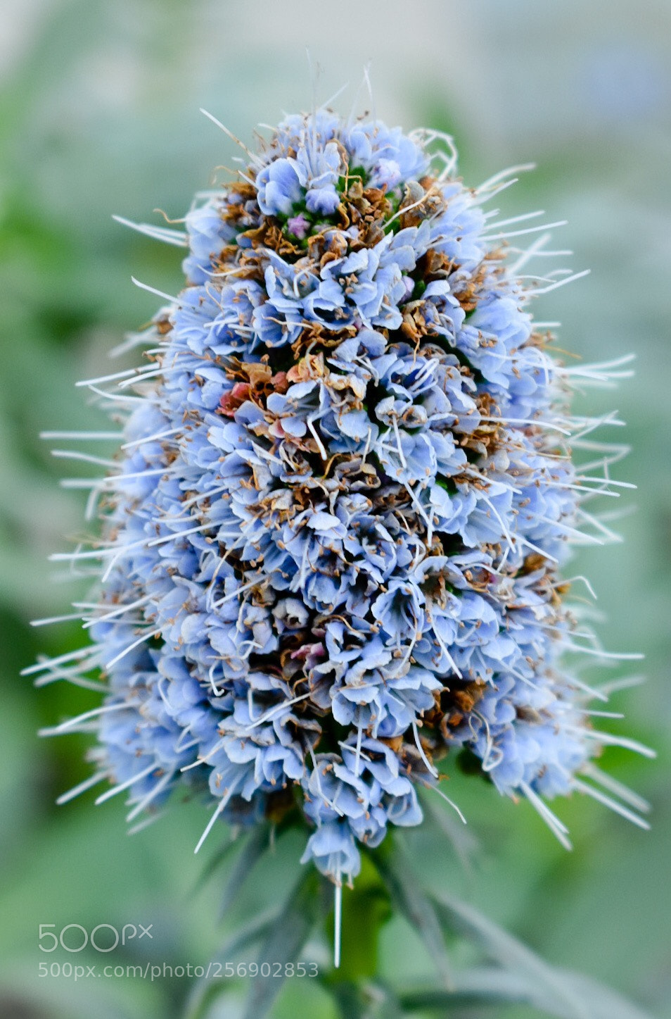 Nikon D3400 sample photo. Blue photography