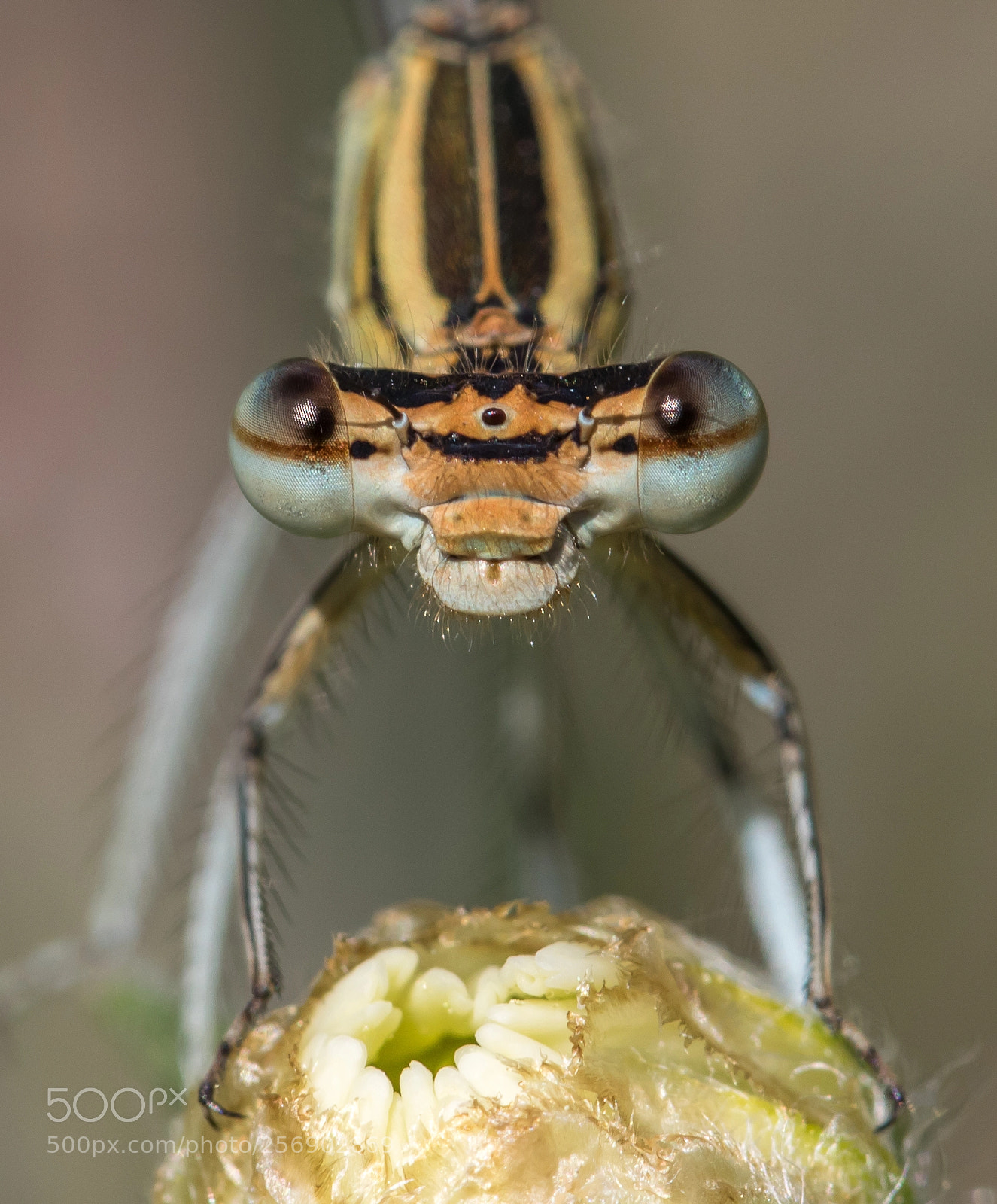 Canon EOS 7D Mark II sample photo. Zygoptera photography