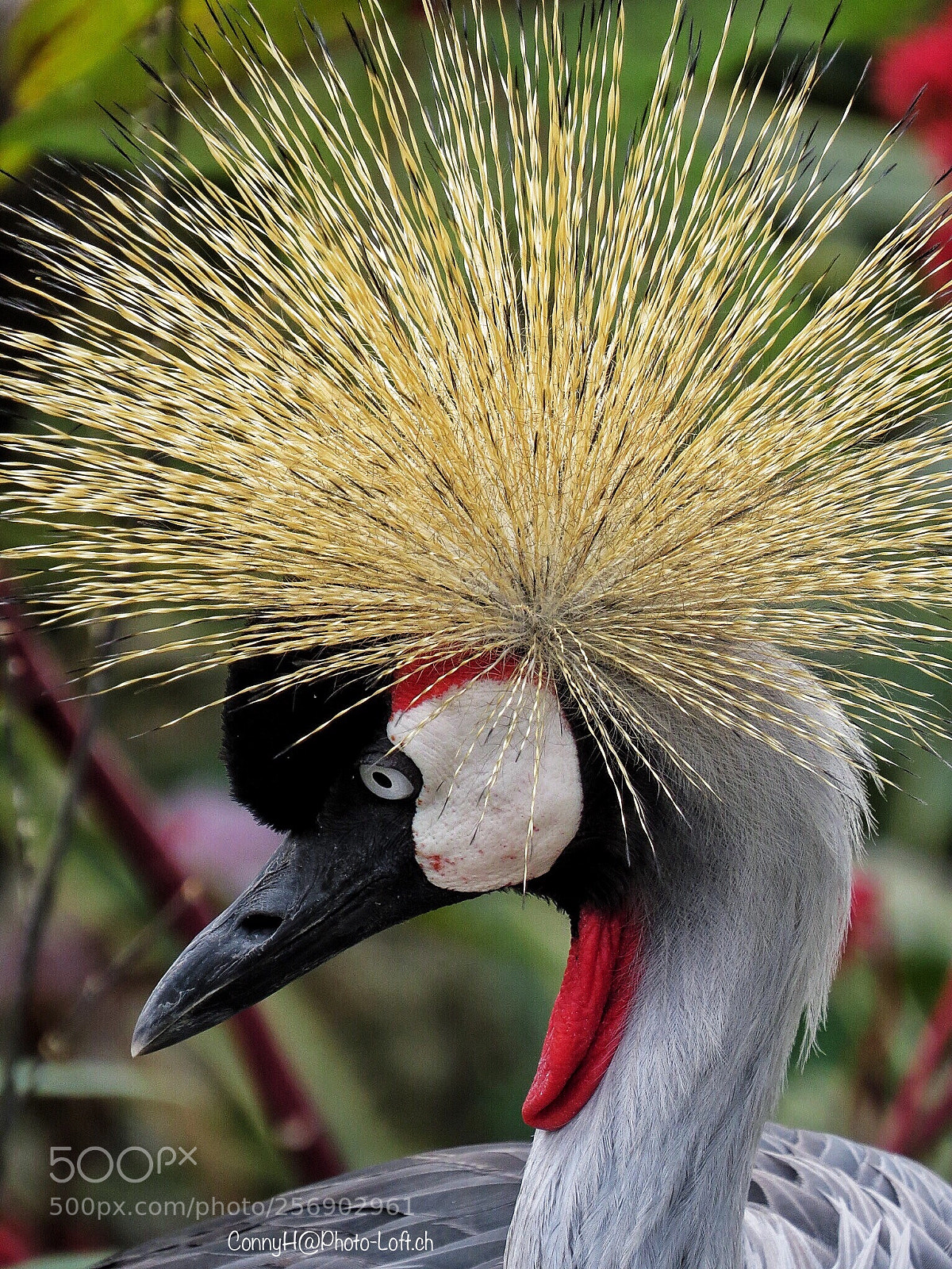 Canon PowerShot SX50 HS sample photo. Grey crowned crane photography