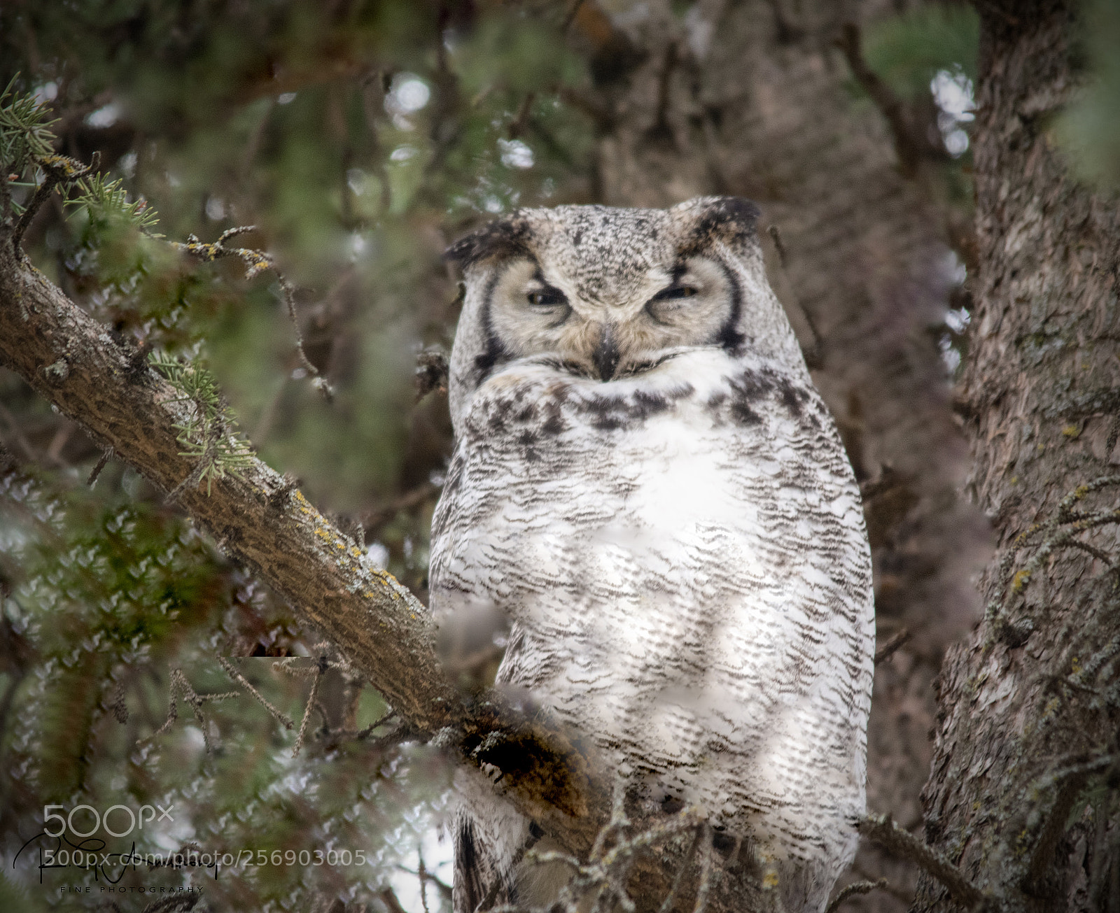 Pentax K-3 II sample photo. Great horned owl photography