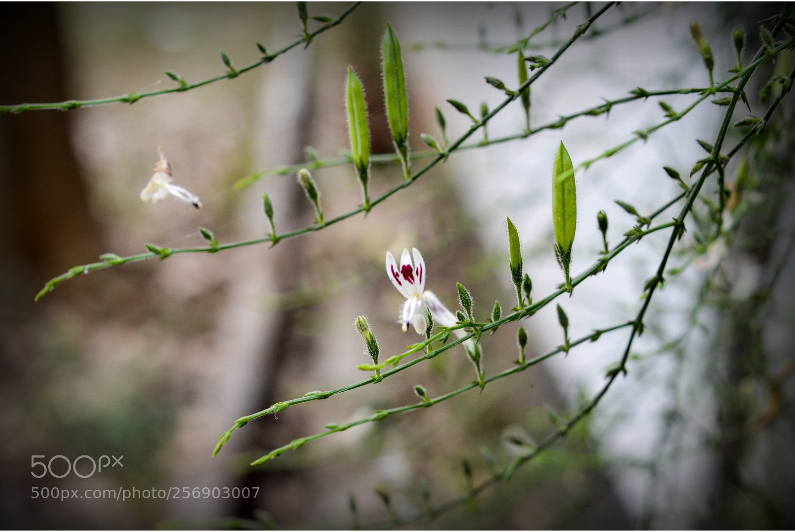 Nikon D3200 sample photo. Can you hear me! photography
