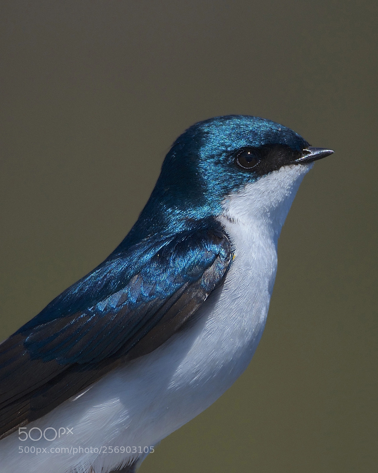 Nikon D7000 sample photo. Tree swallow photography
