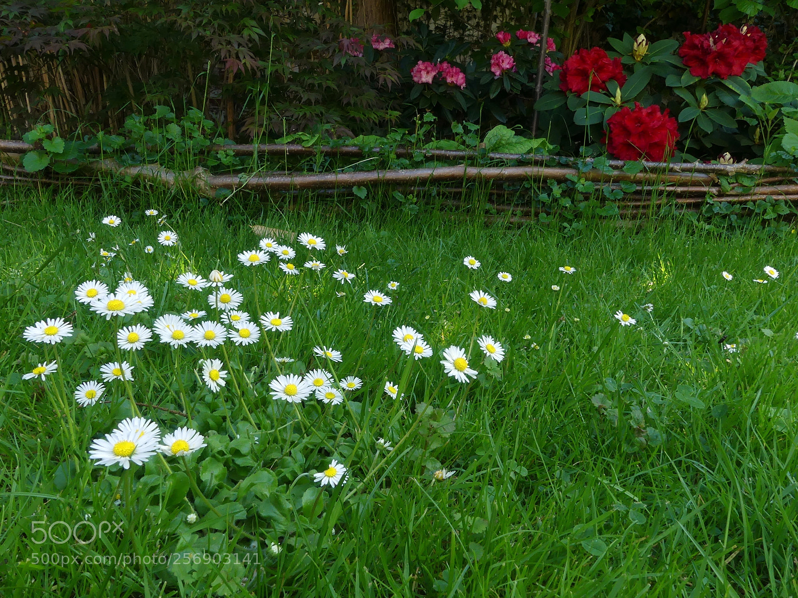 Panasonic Lumix DMC-FZ300 sample photo. Spring explosion photography