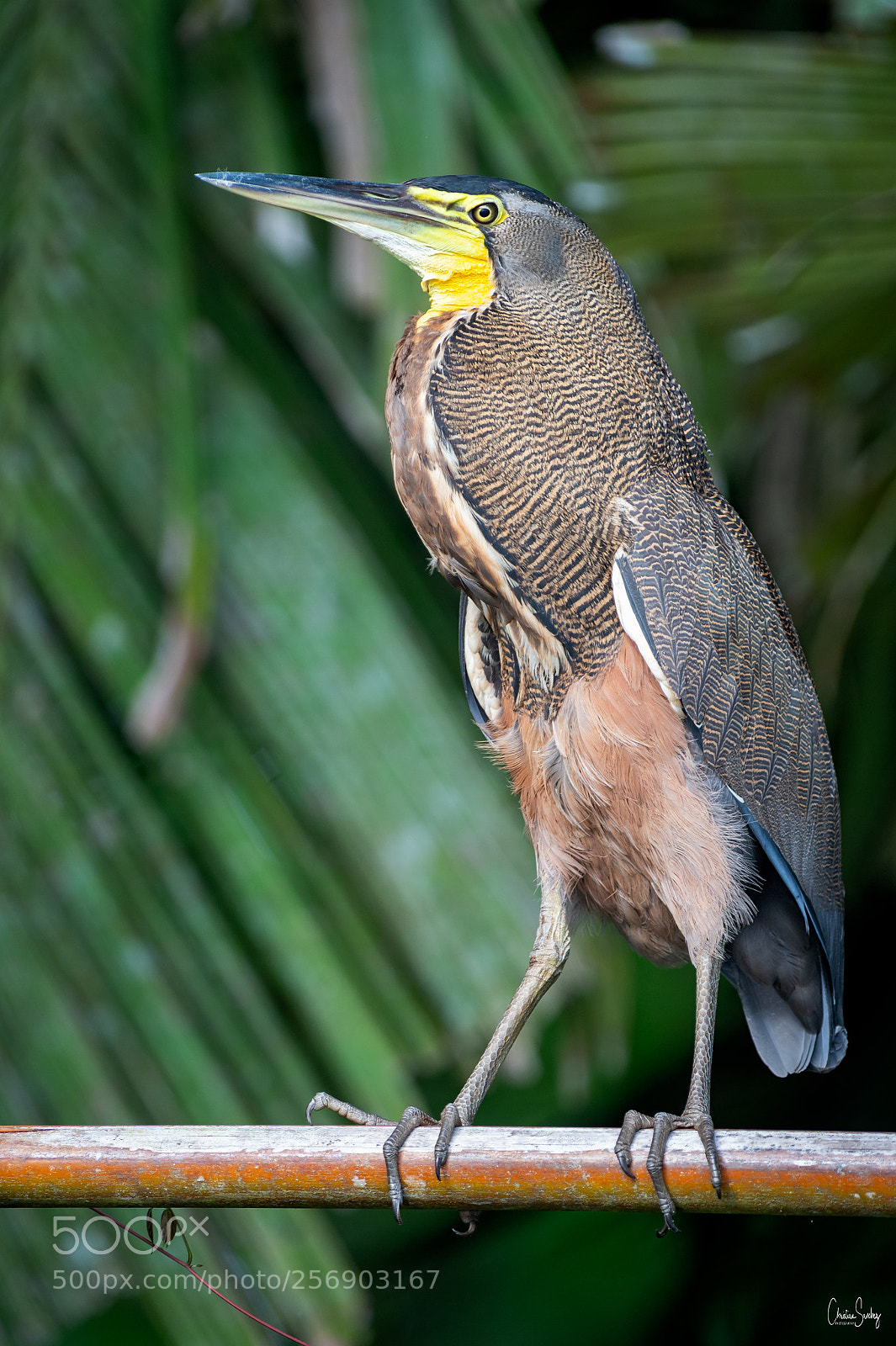 Nikon D4 sample photo. Bare-throated tiger heron photography