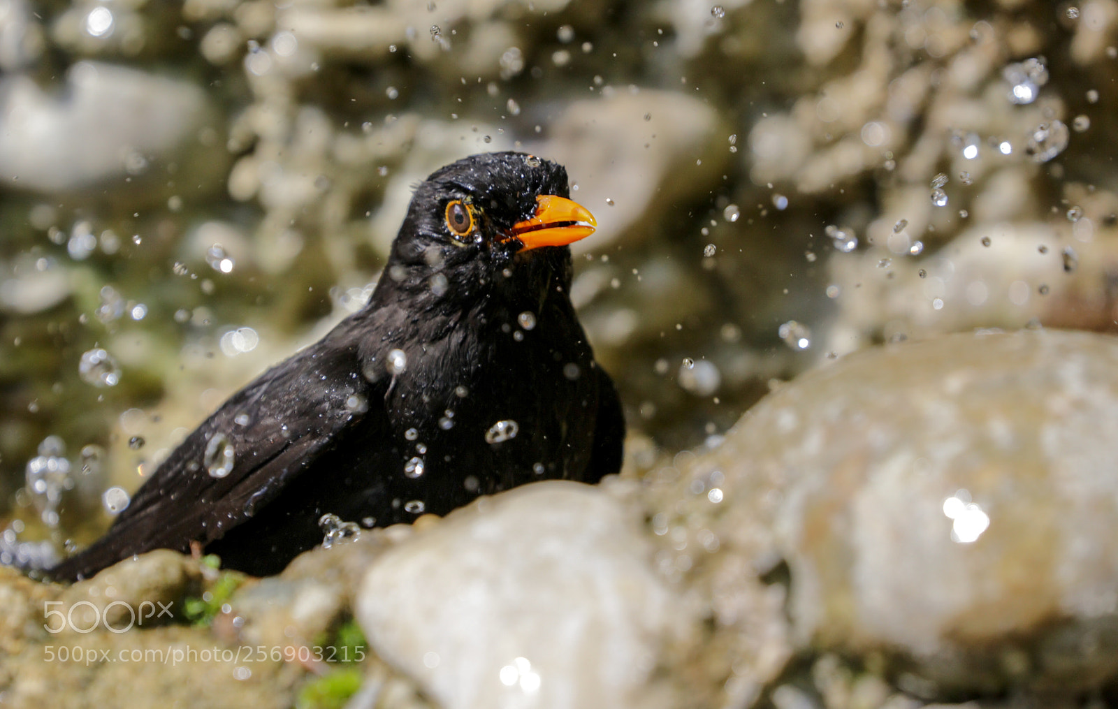 Canon EOS 5DS sample photo. Untitled photography