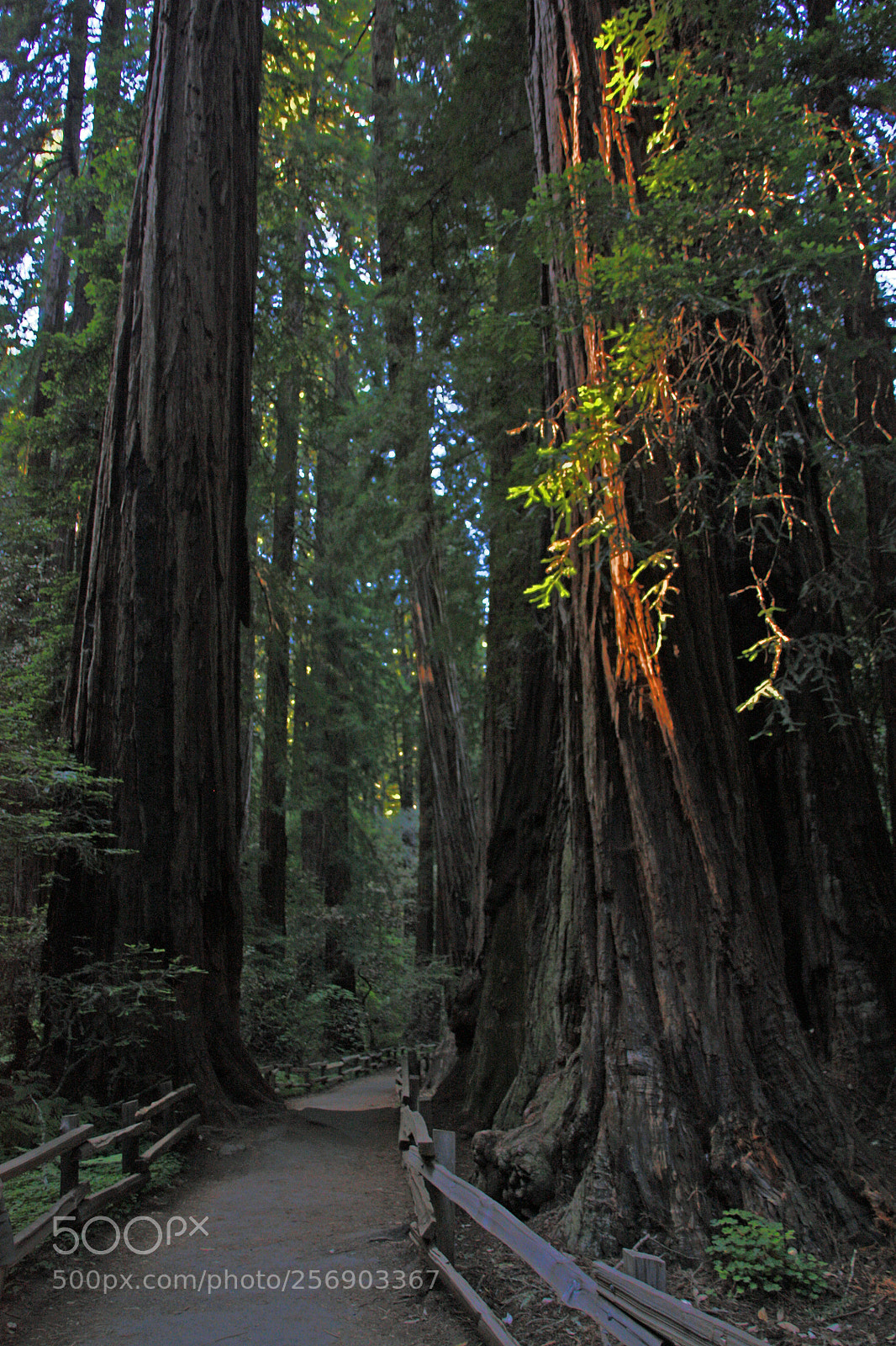 Canon EOS 450D (EOS Rebel XSi / EOS Kiss X2) sample photo. Muir woods photography