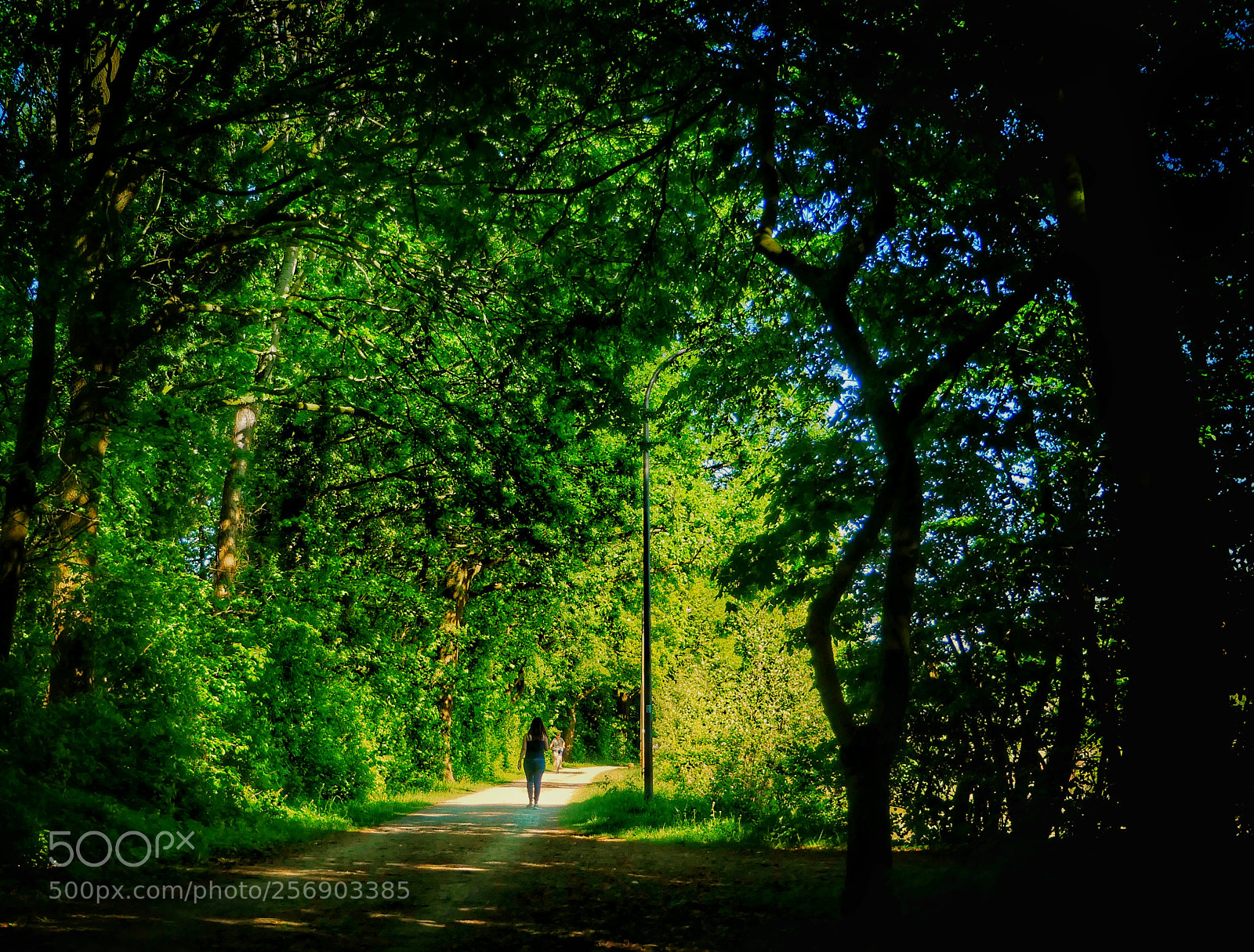 Panasonic Lumix DMC-GX85 (Lumix DMC-GX80 / Lumix DMC-GX7 Mark II) sample photo. Walking trough the tree photography