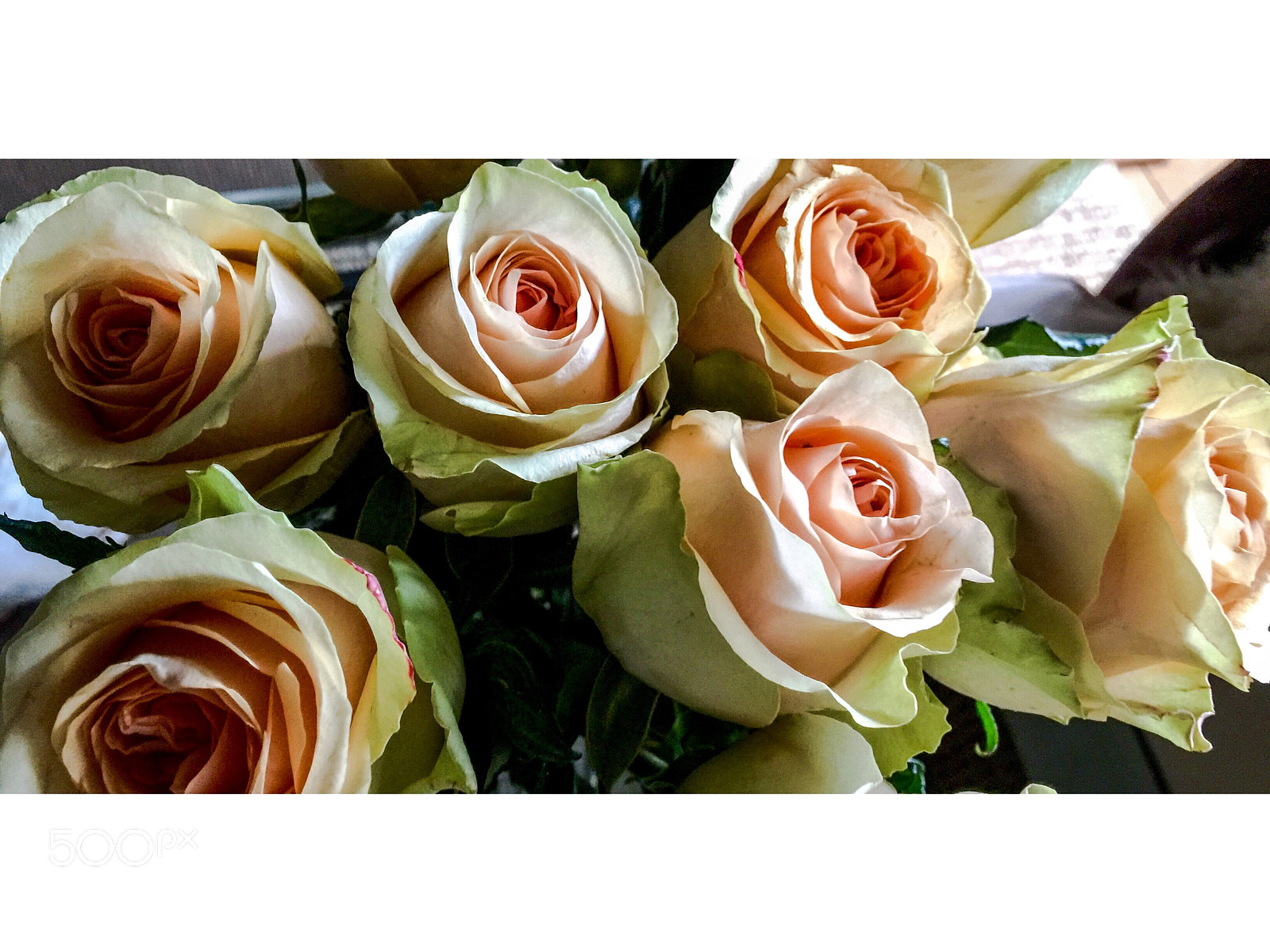 Apple iPhone 6 Plus sample photo. Pale colored roses shot photography