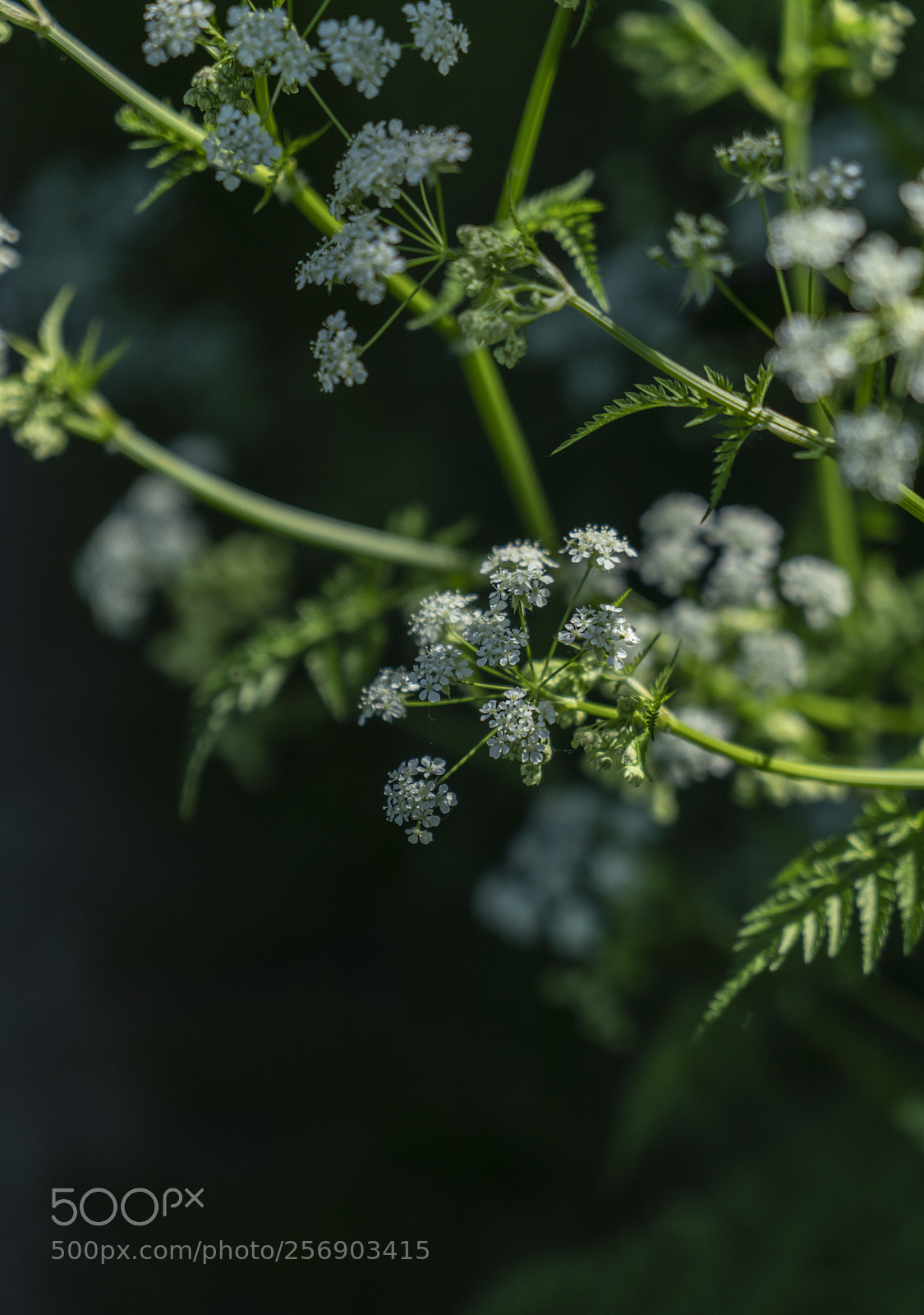 Sony a7R II sample photo. Cow parsley photography
