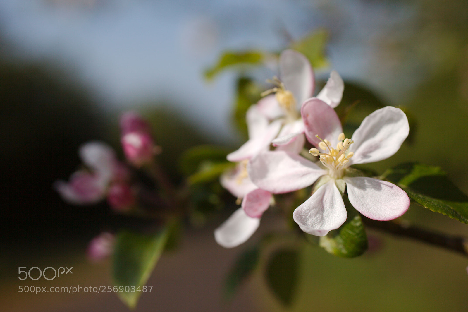 Canon EOS 5D Mark II sample photo. Apple blossom photography
