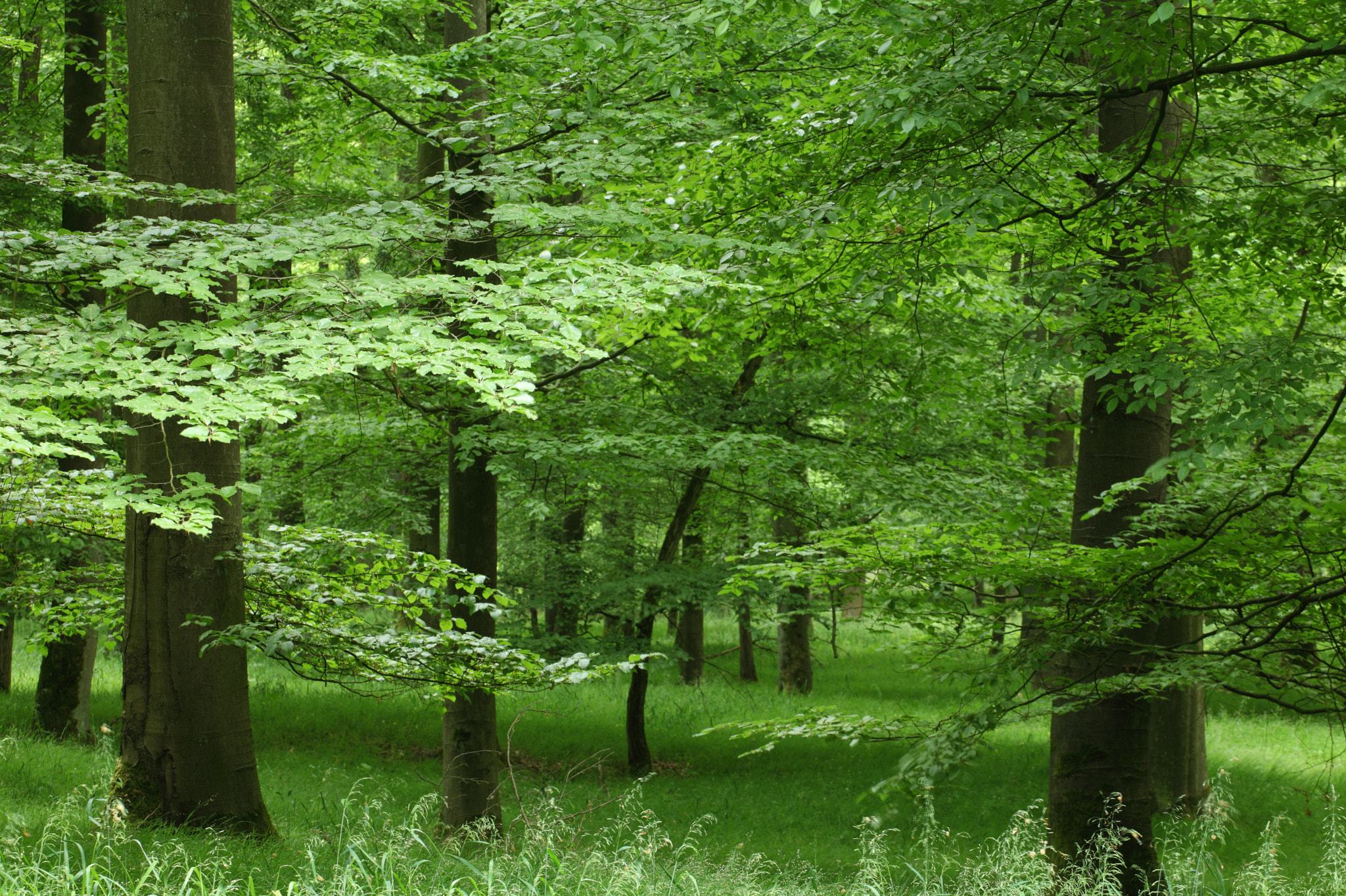 Canon EF 70-200mm F4L USM sample photo. Green forest photography