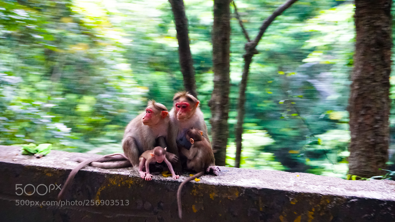 Sony a6000 sample photo. Welcome to wayanad photography