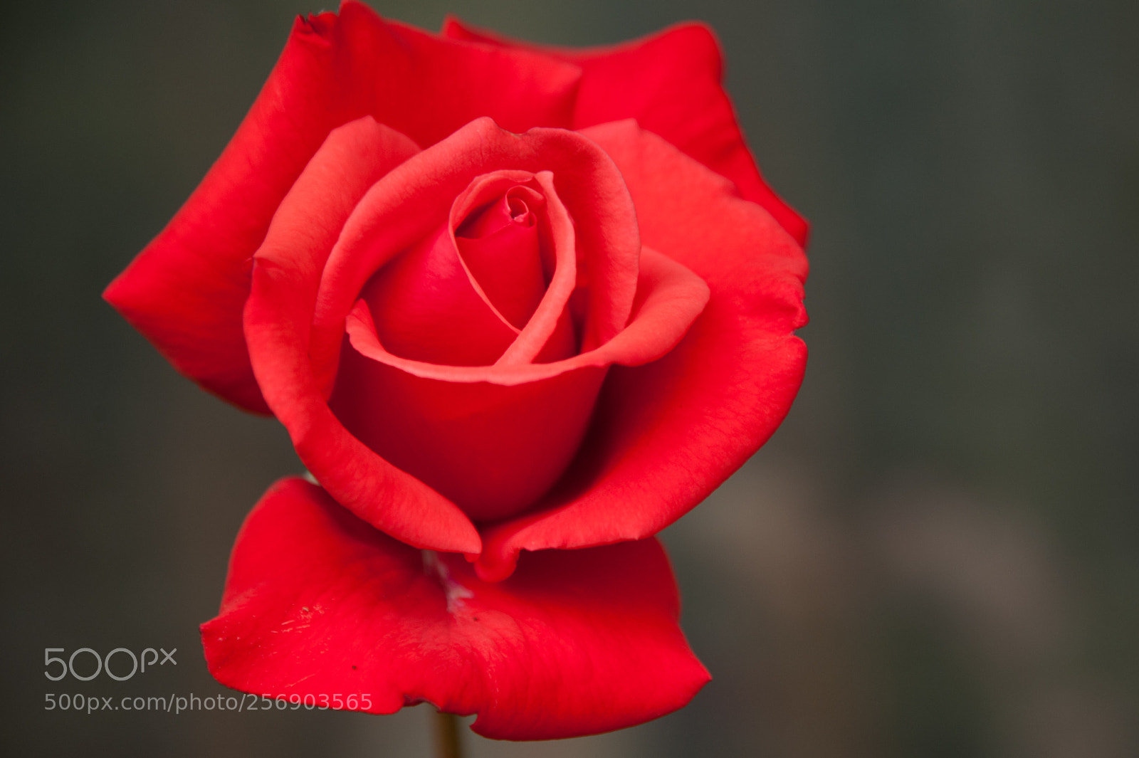 Nikon D700 sample photo. May gray photography