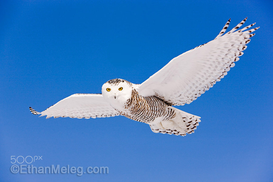 Download Snowy Owl in flight by Ethan Meleg / 500px