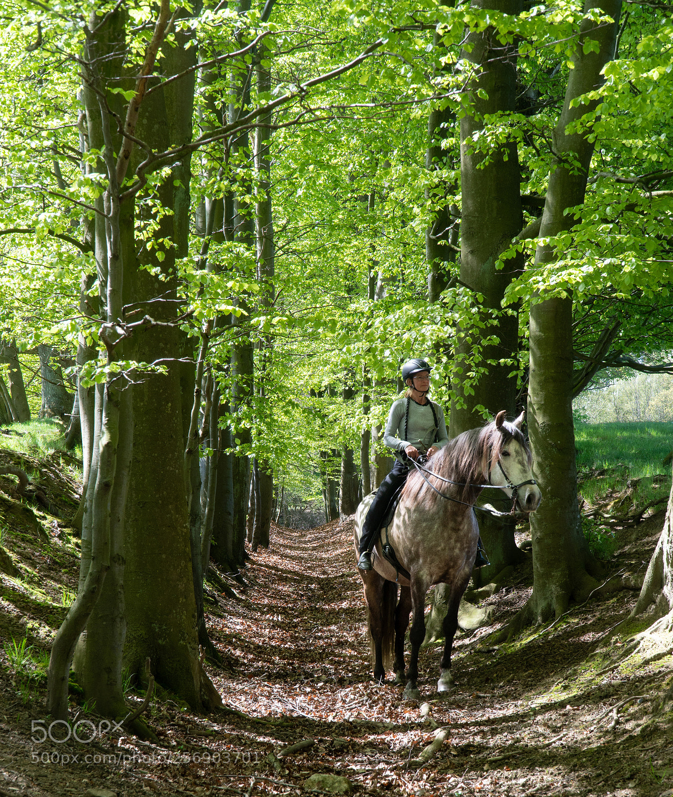 Sony a6300 sample photo. Spring horse photography