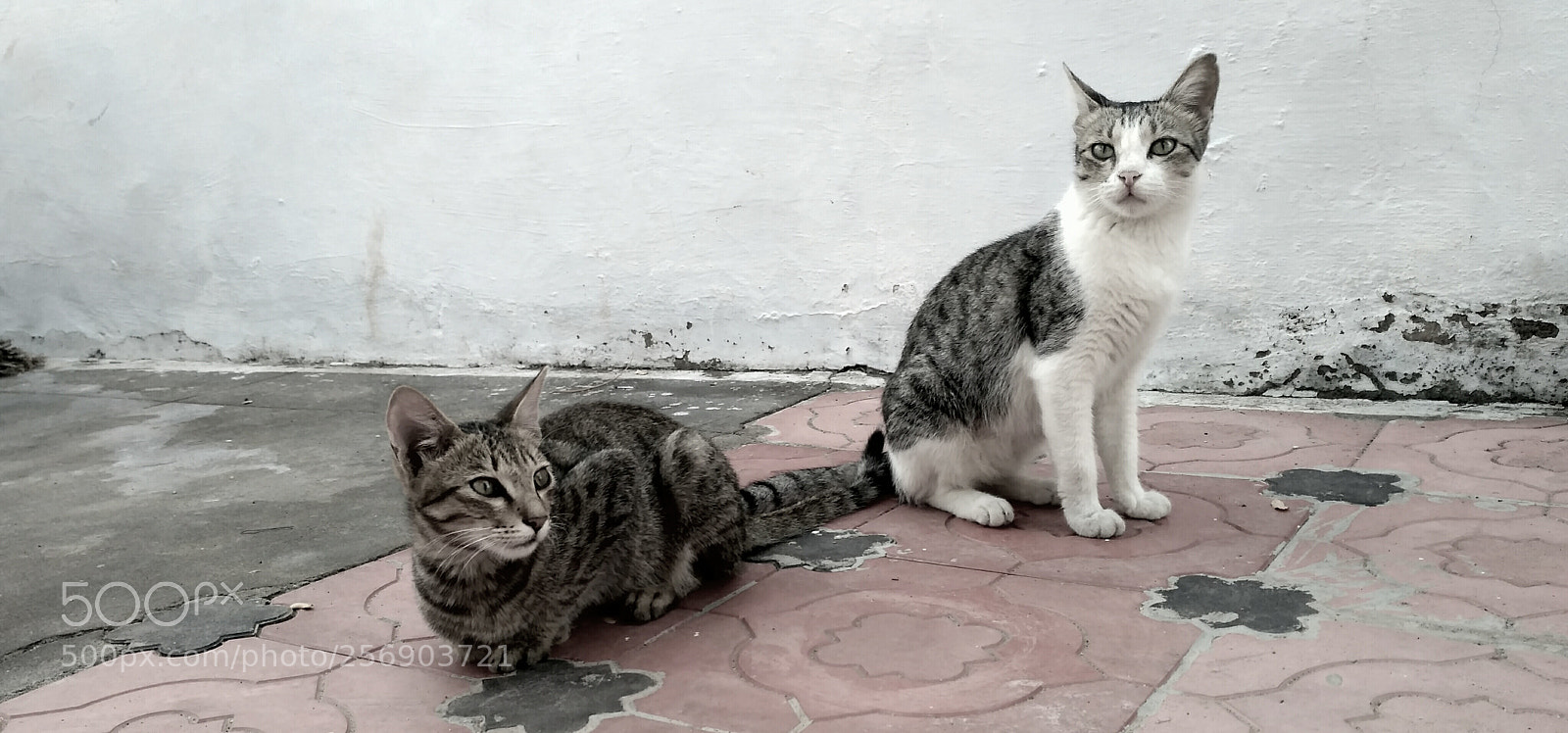 Xiaomi Redmi 3S sample photo. Untitled photography