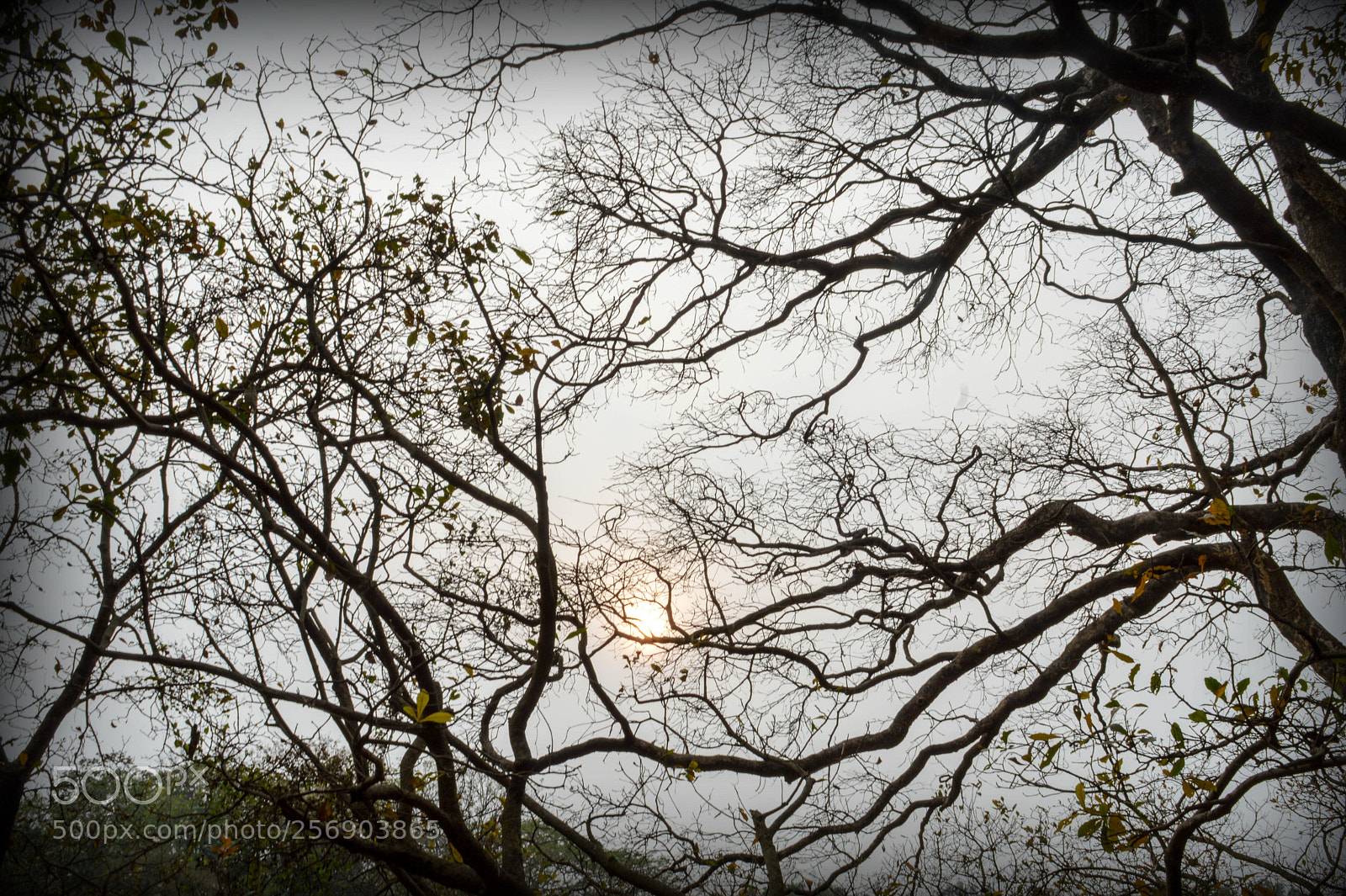 Nikon D3200 sample photo. Fractal sunset! photography