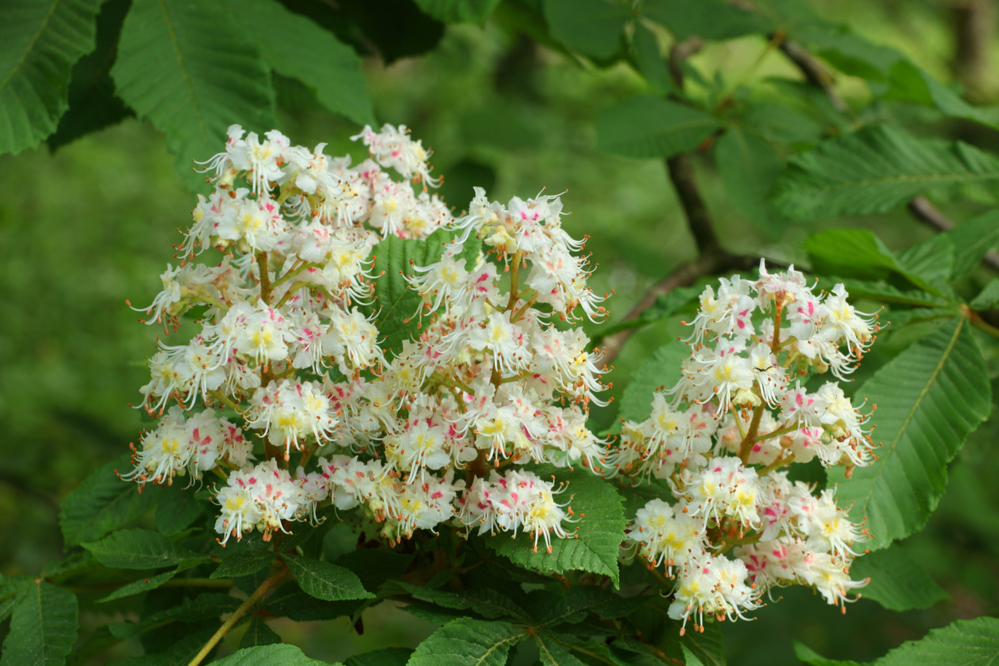Canon EF 70-200mm F4L USM sample photo. Chestnut tree photography