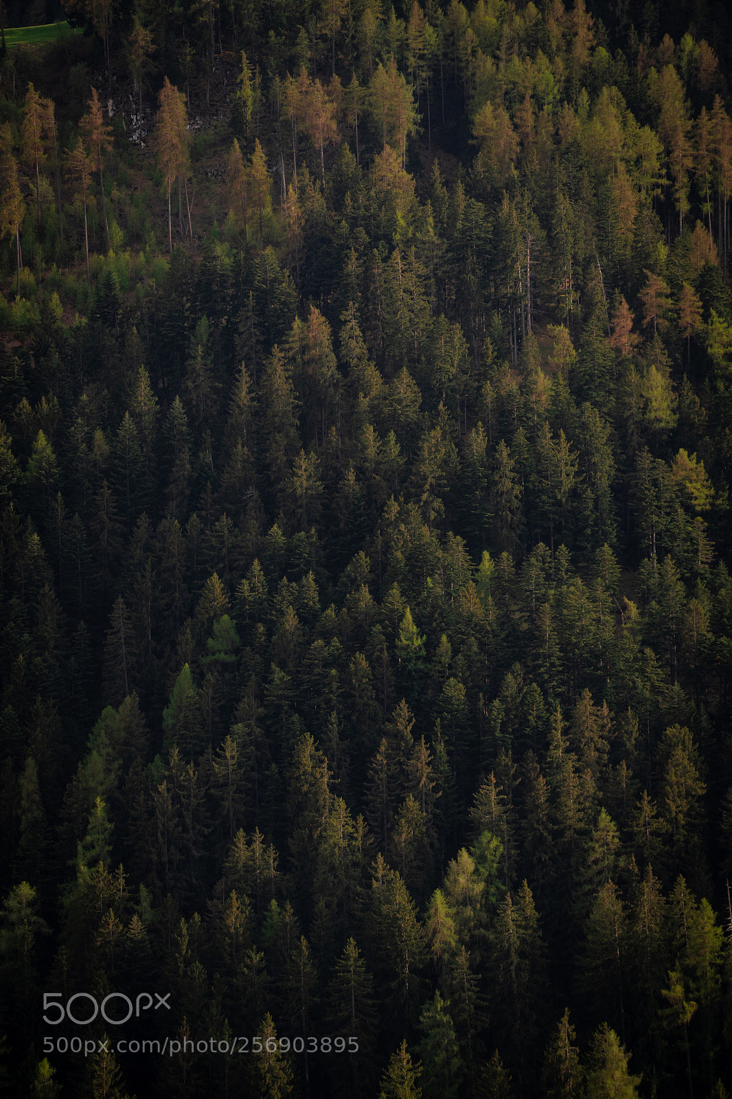 Sony a7 sample photo. Forest photography