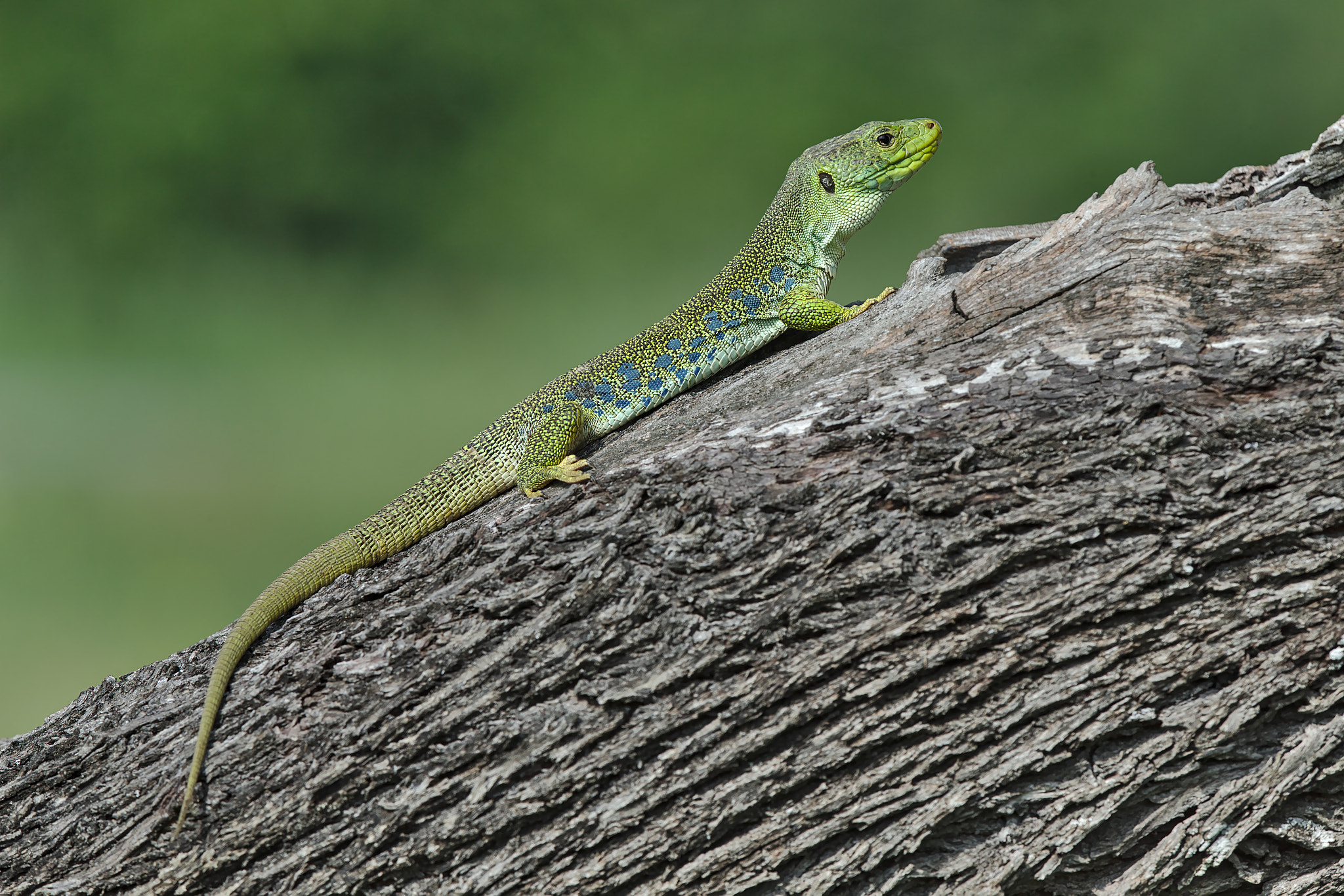 Canon EOS-1D X sample photo. Lezard ocelle photography