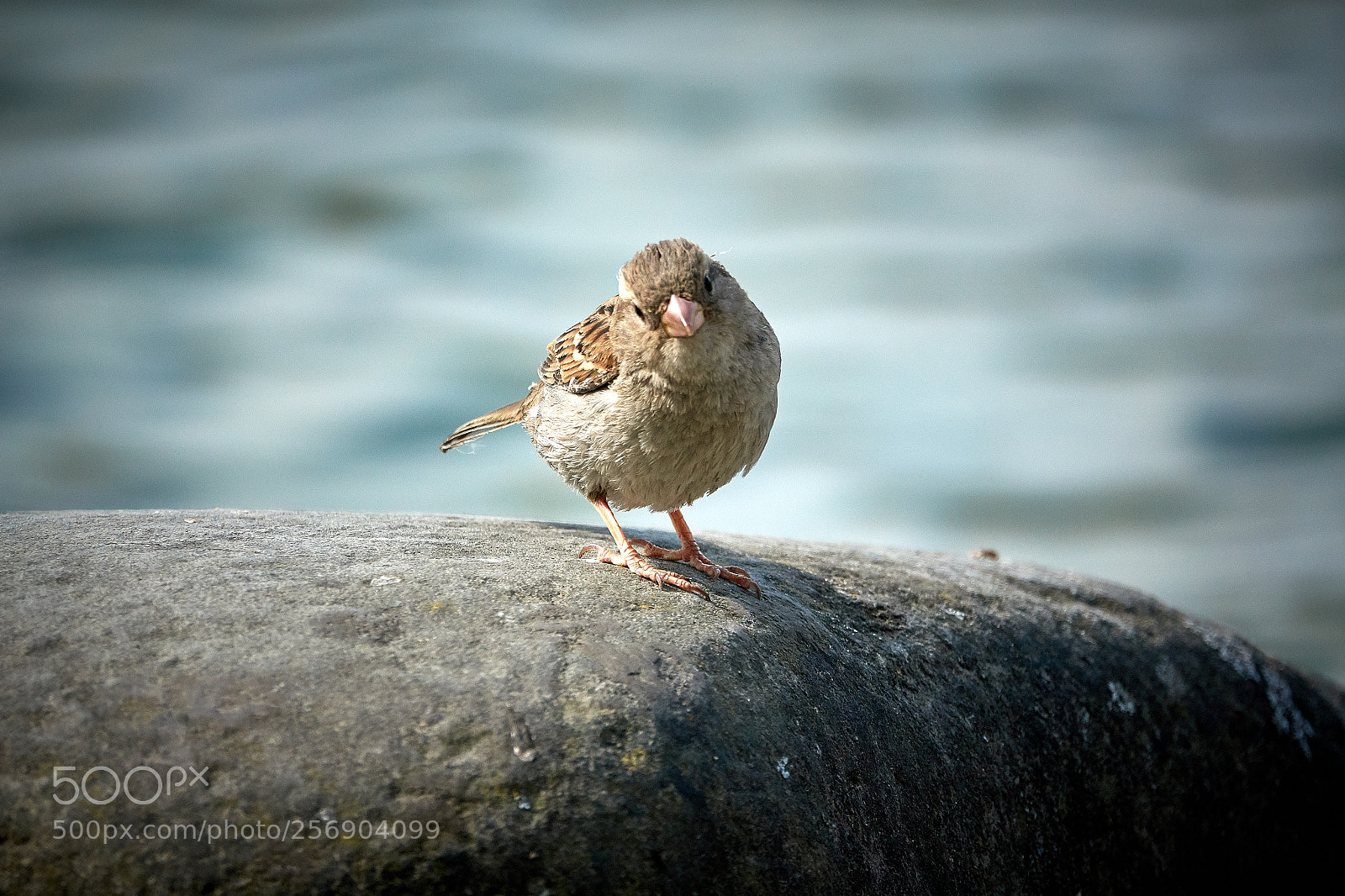 Sony Cyber-shot DSC-RX10 III sample photo. Say hello little bird photography