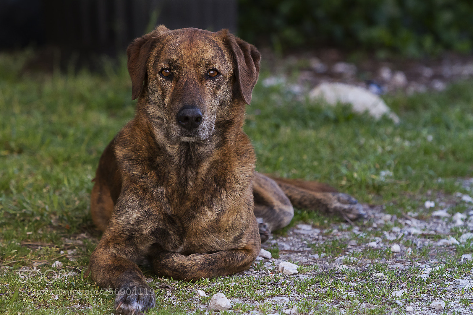 Canon EOS 7D sample photo. Chien photography