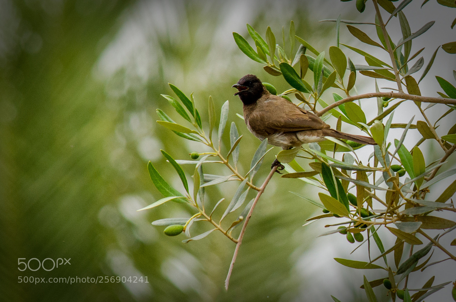 Nikon D7000 sample photo. Singing bulbul photography
