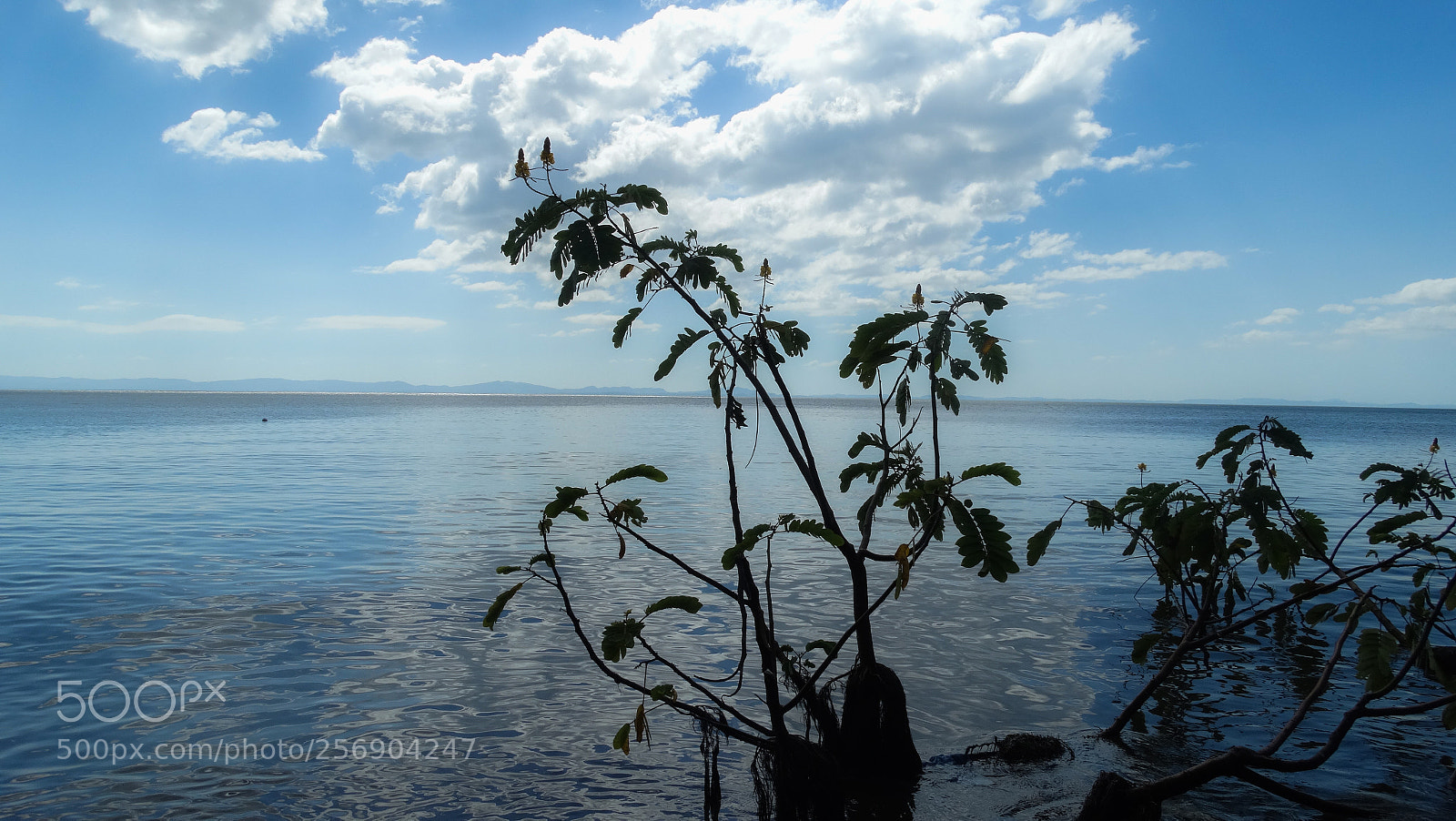 Sony Cyber-shot DSC-HX300 sample photo. Dsc photography