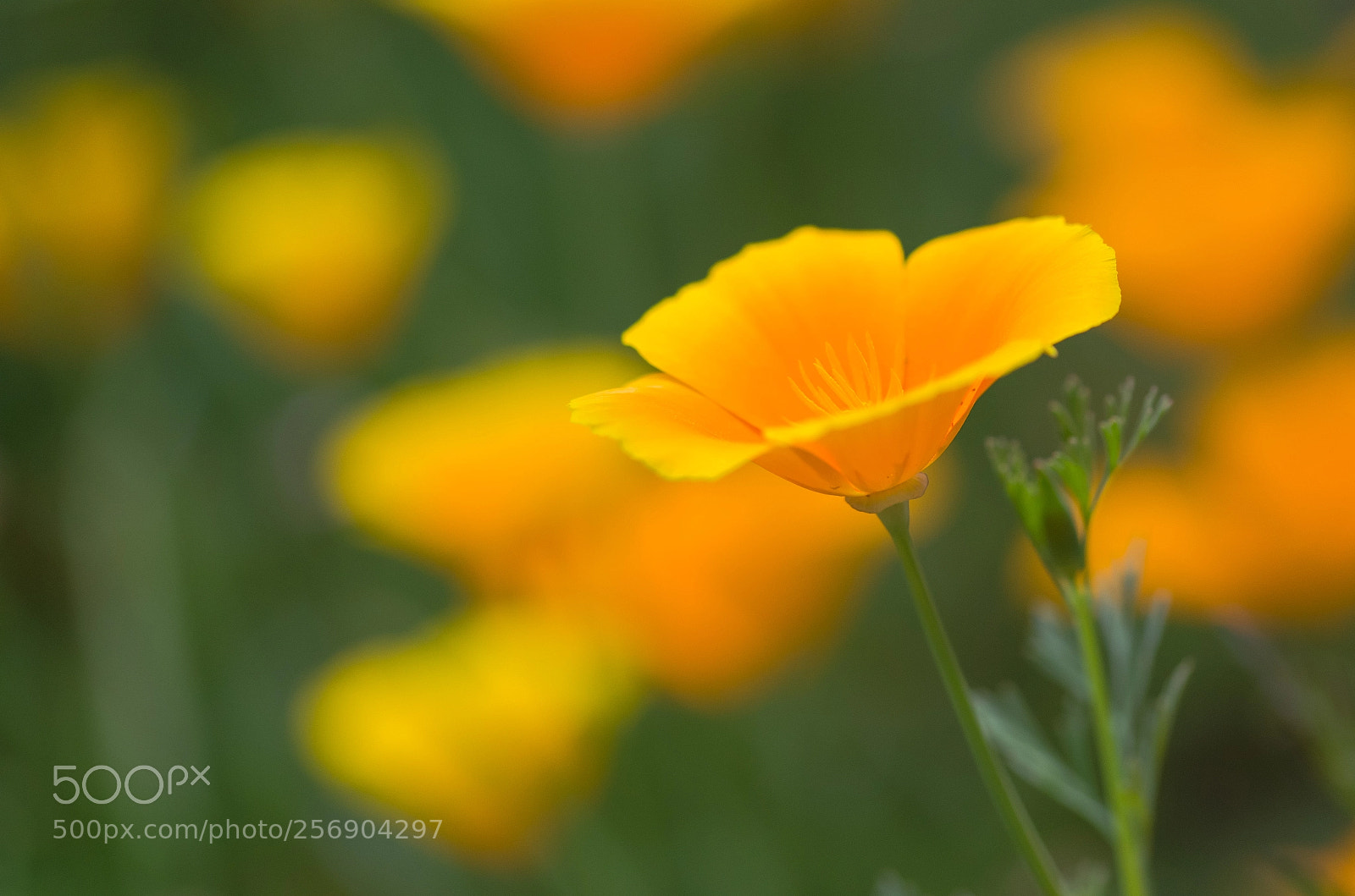 Nikon D7000 sample photo. California poppies photography