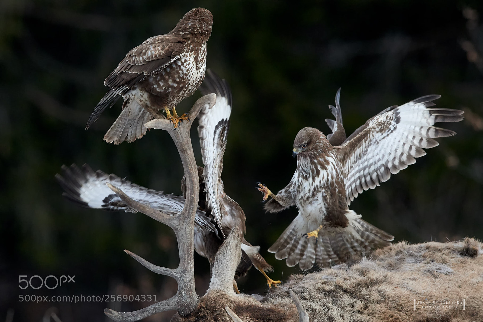 Nikon D500 sample photo. Common buzzard fighting for photography