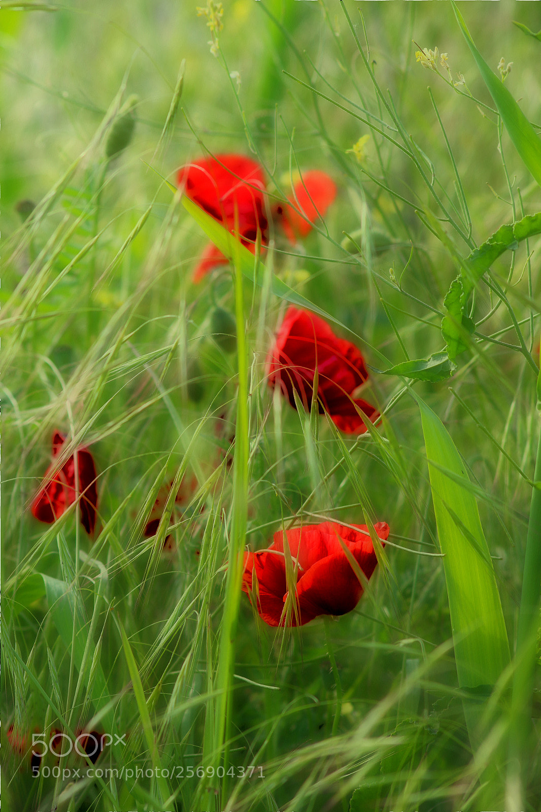 Canon EOS 700D (EOS Rebel T5i / EOS Kiss X7i) sample photo. Rythm of life photography
